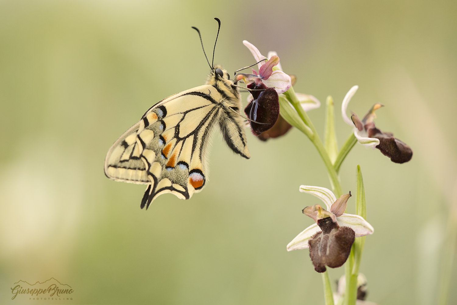 Macaone su Ophrys sipontensis