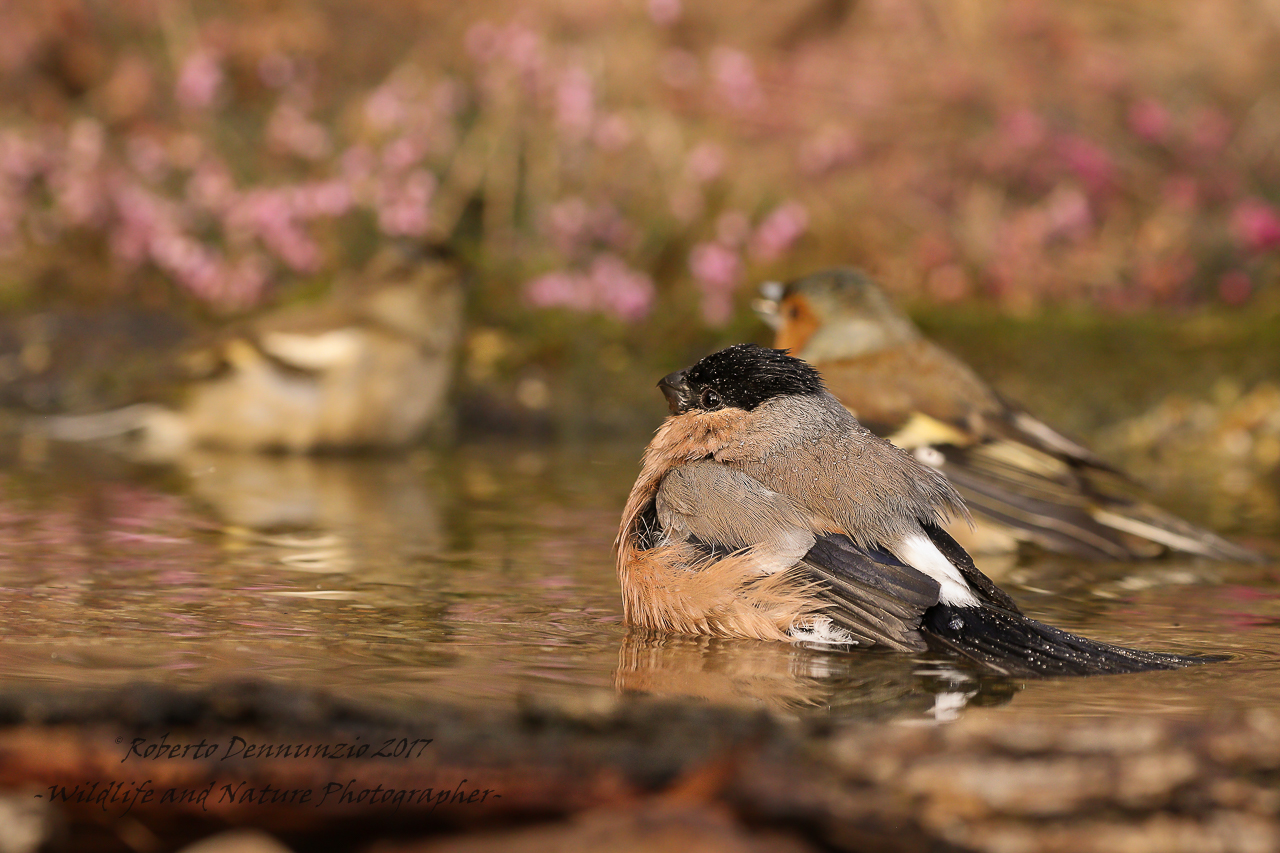 Ciuffolotta and friends