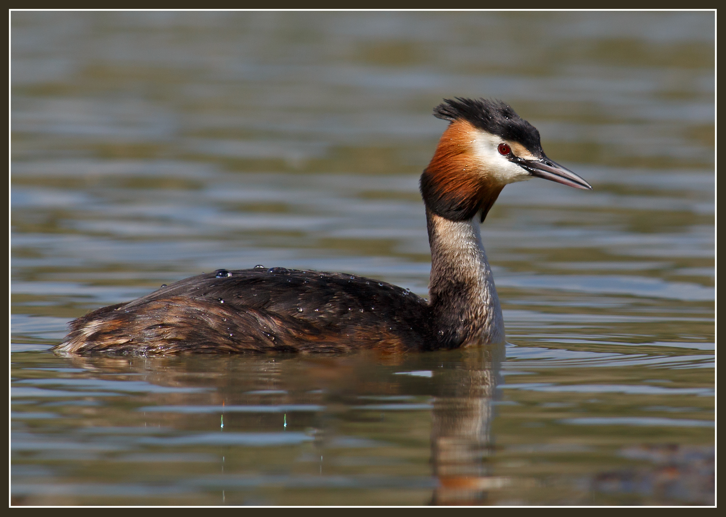 Grebe