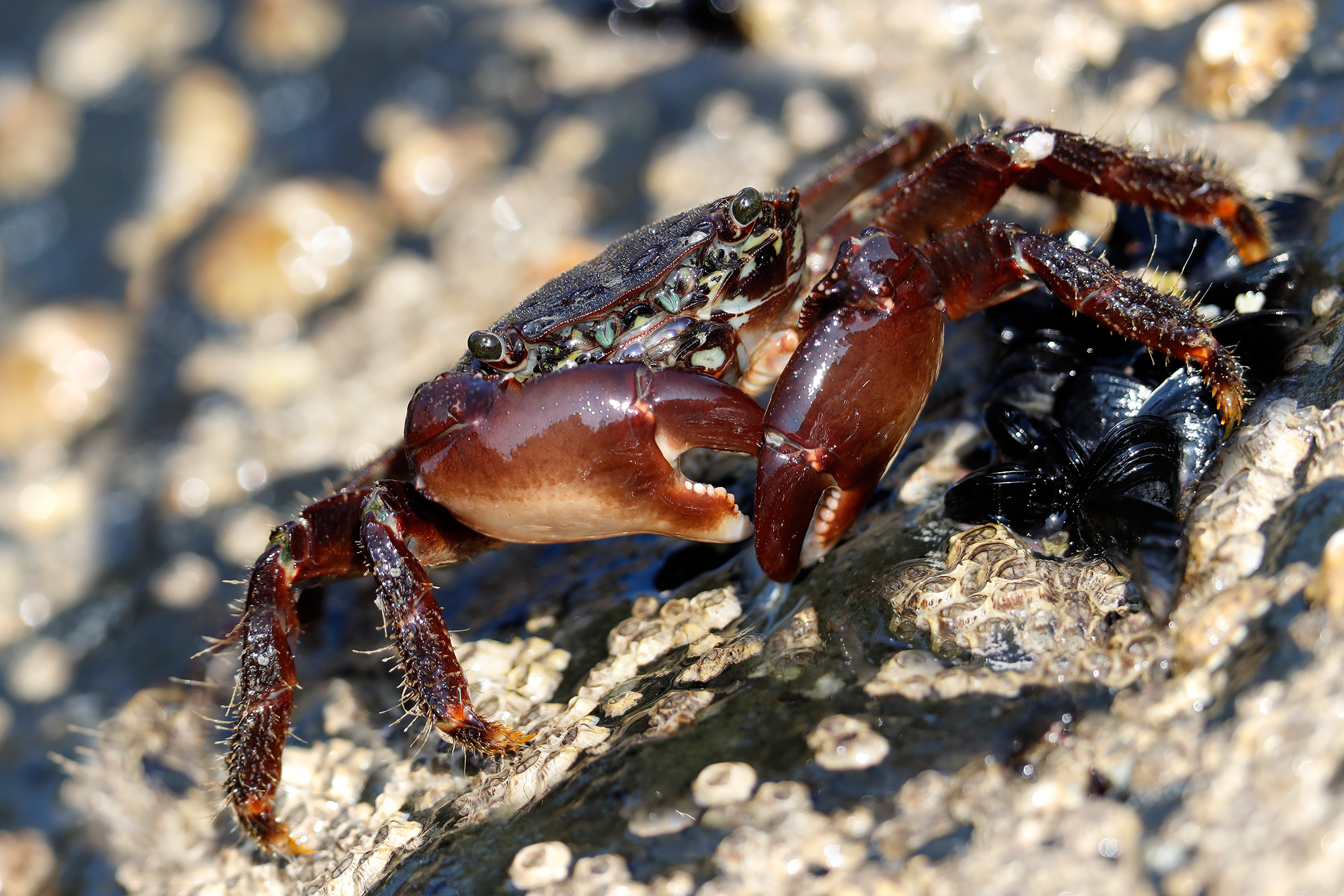 of rock crab