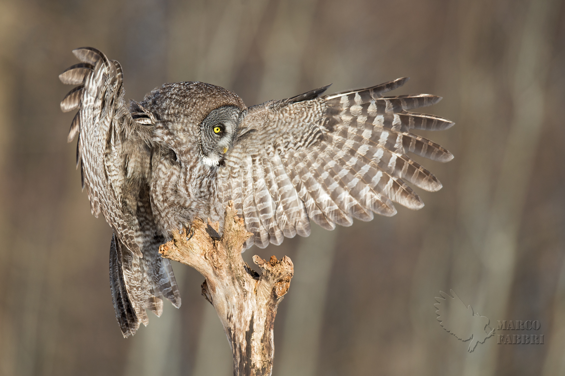 Allocco di lapponia l'arrivo