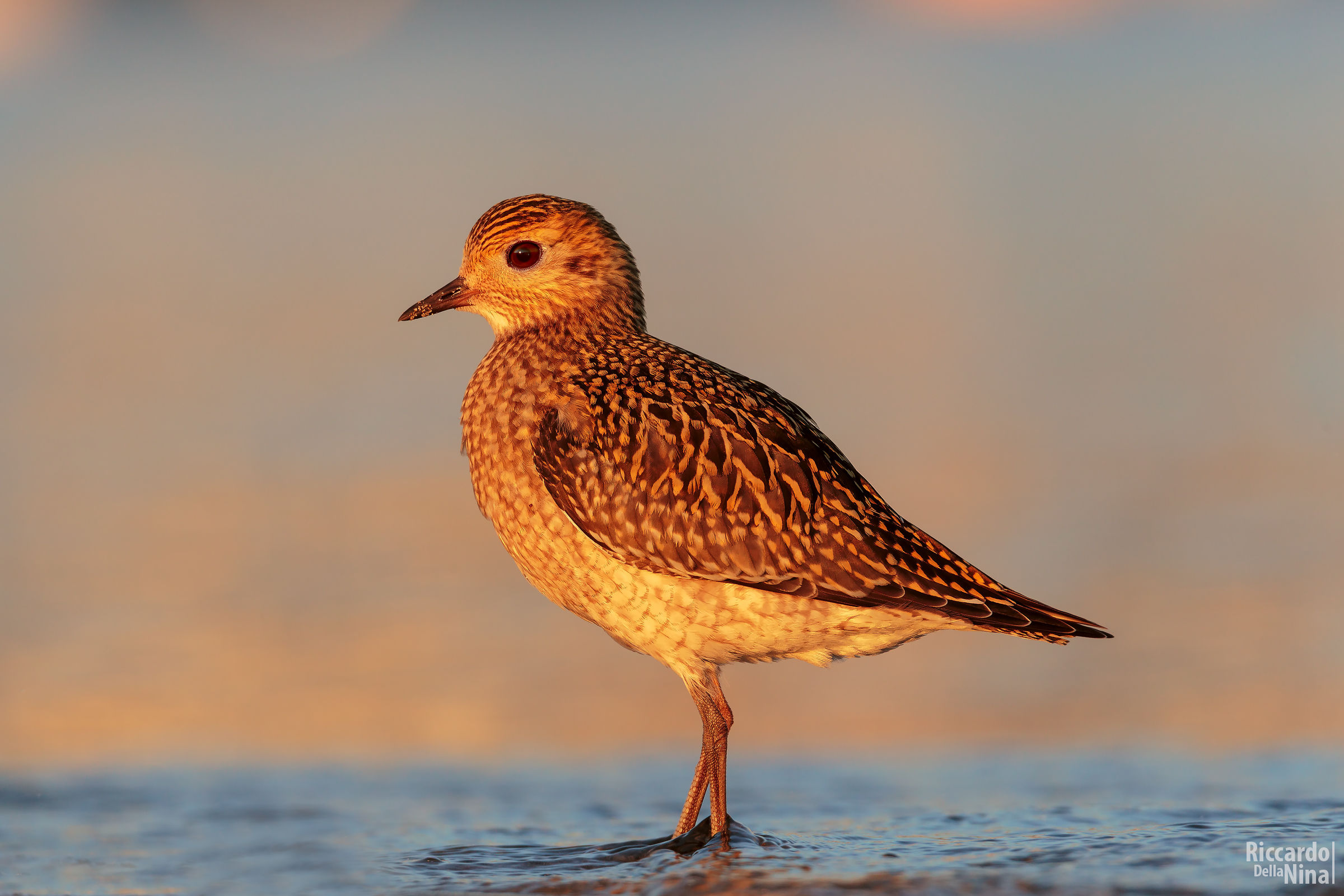 golden plover