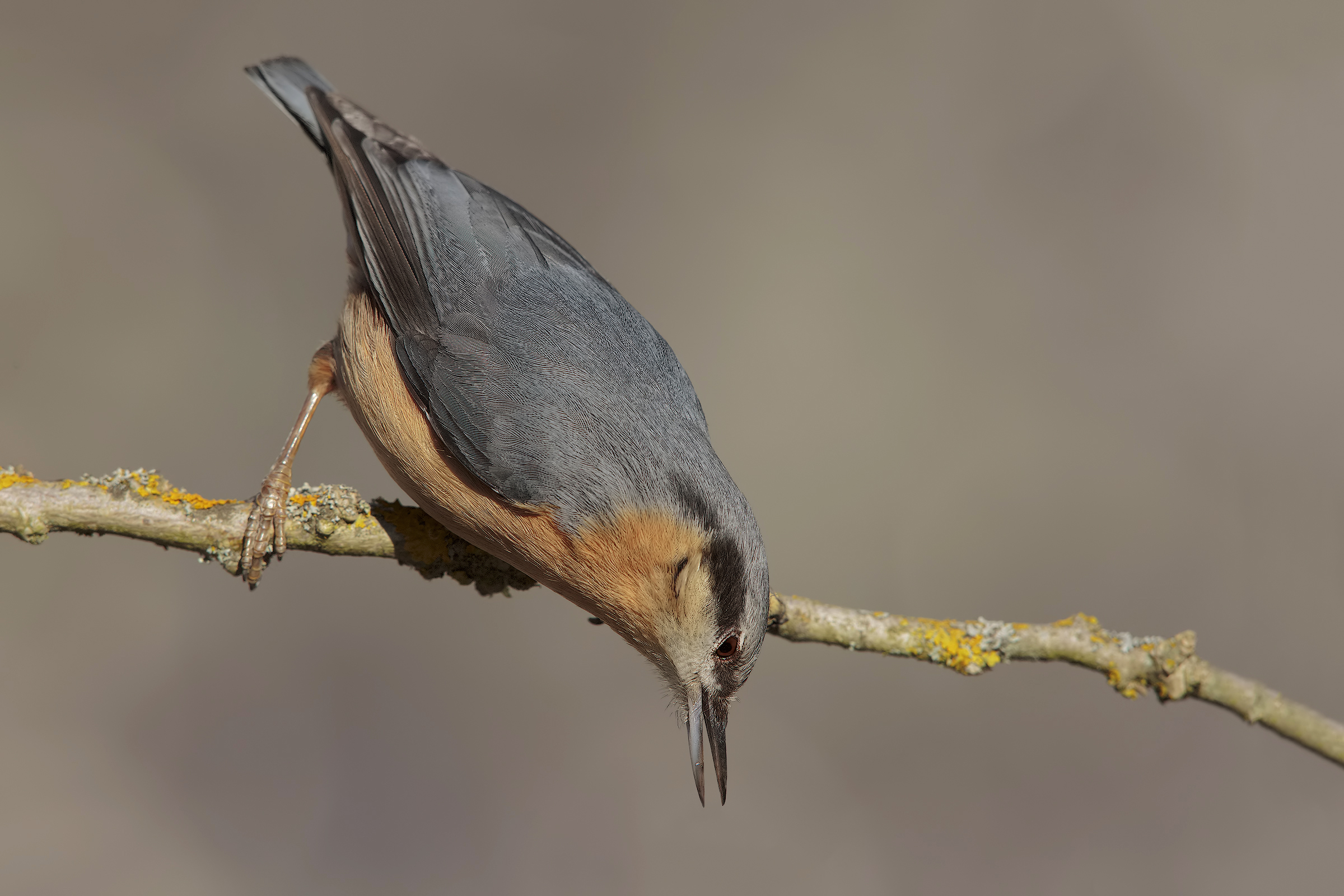 nuthatch