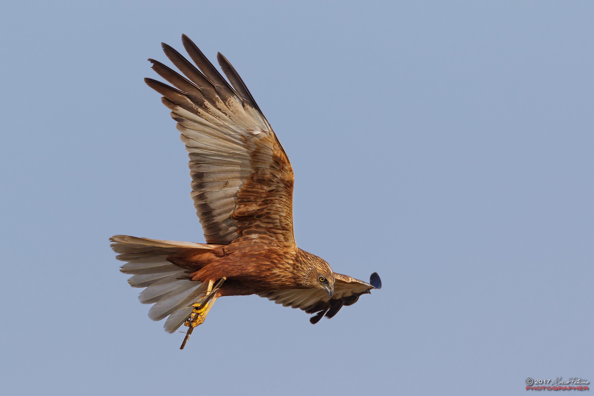 Marsh Harrier (Circus aeruginosus)