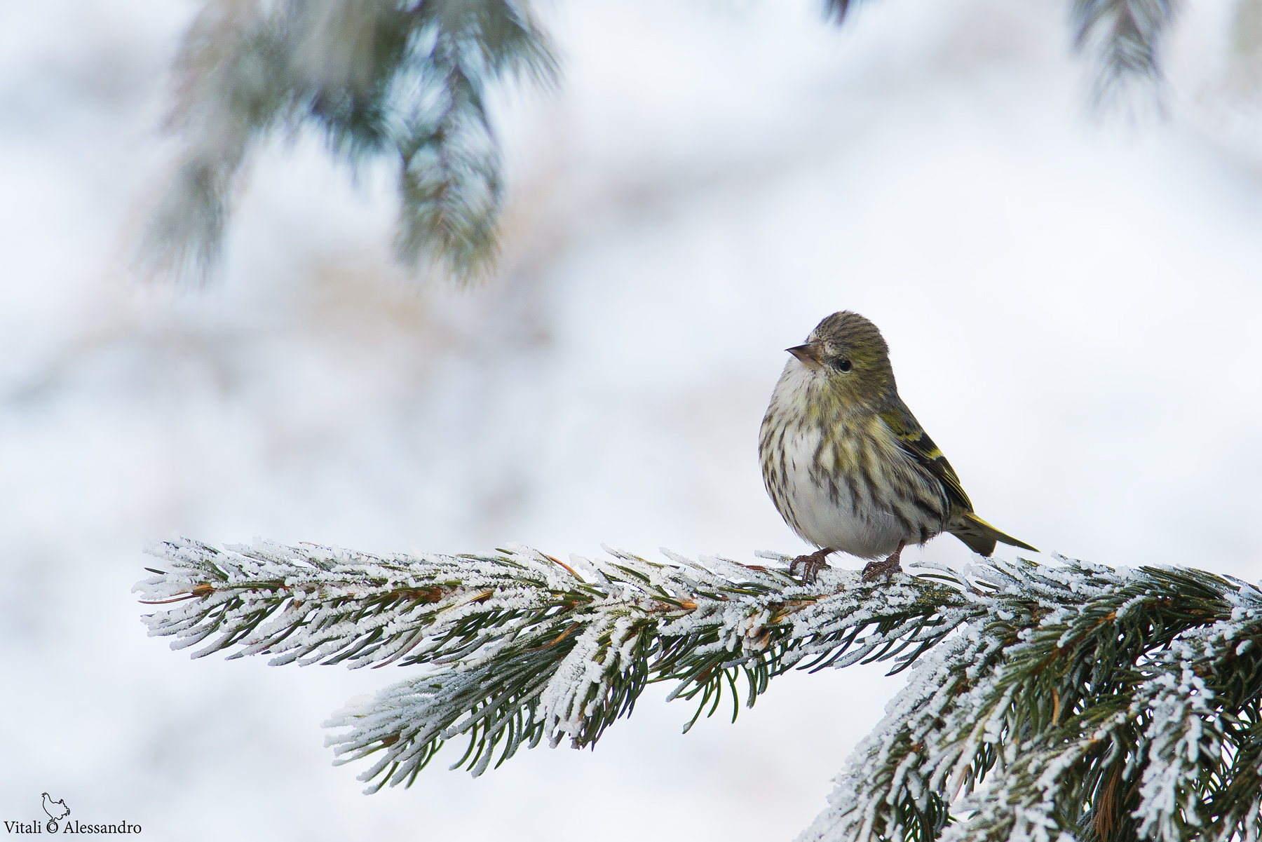 Siskin