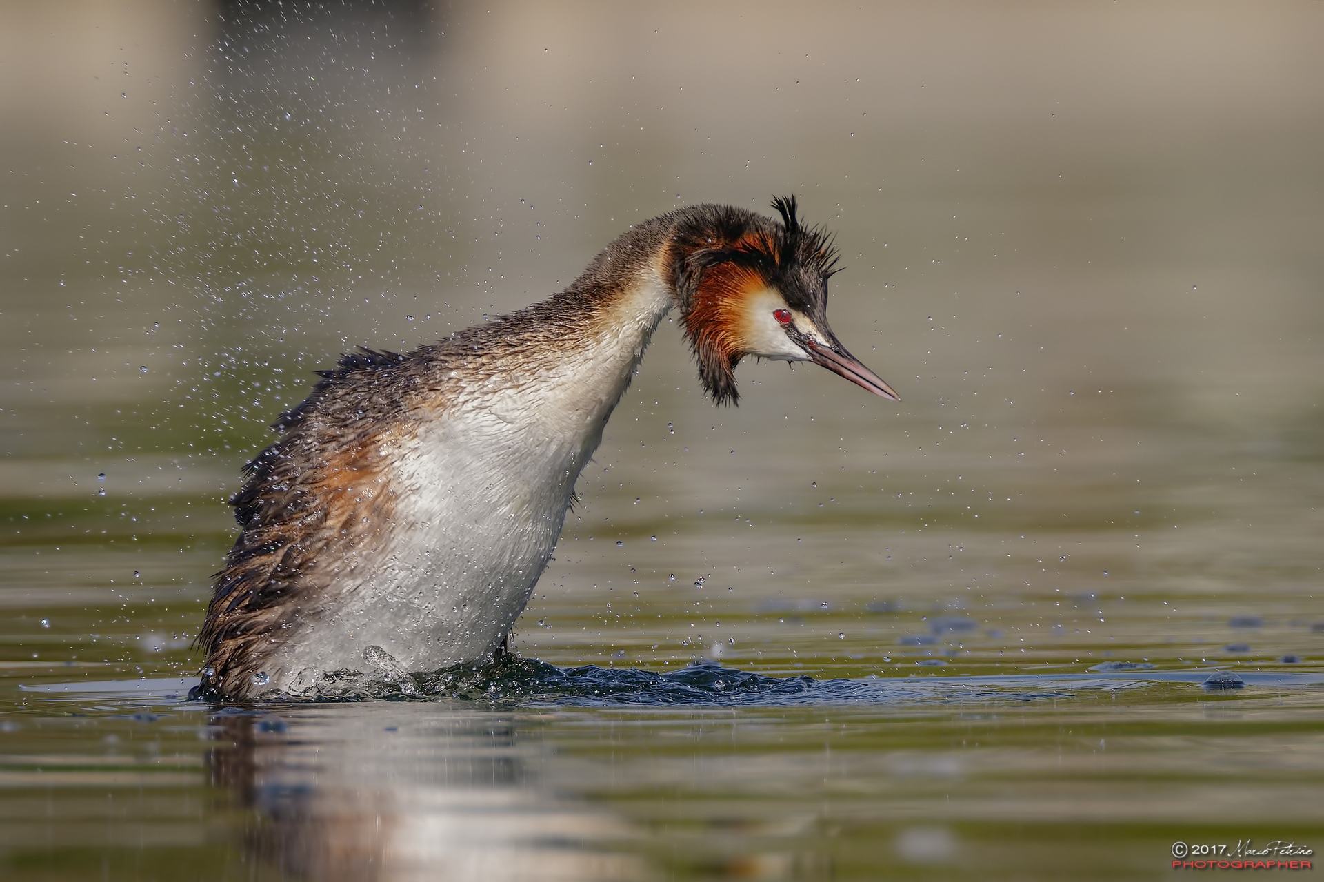 Great Crested Grebe (Podiceps cristatus)