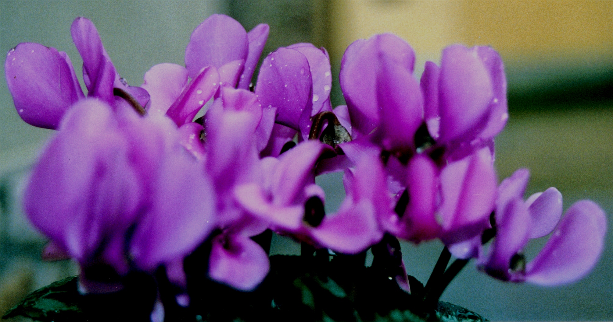 cyclamen