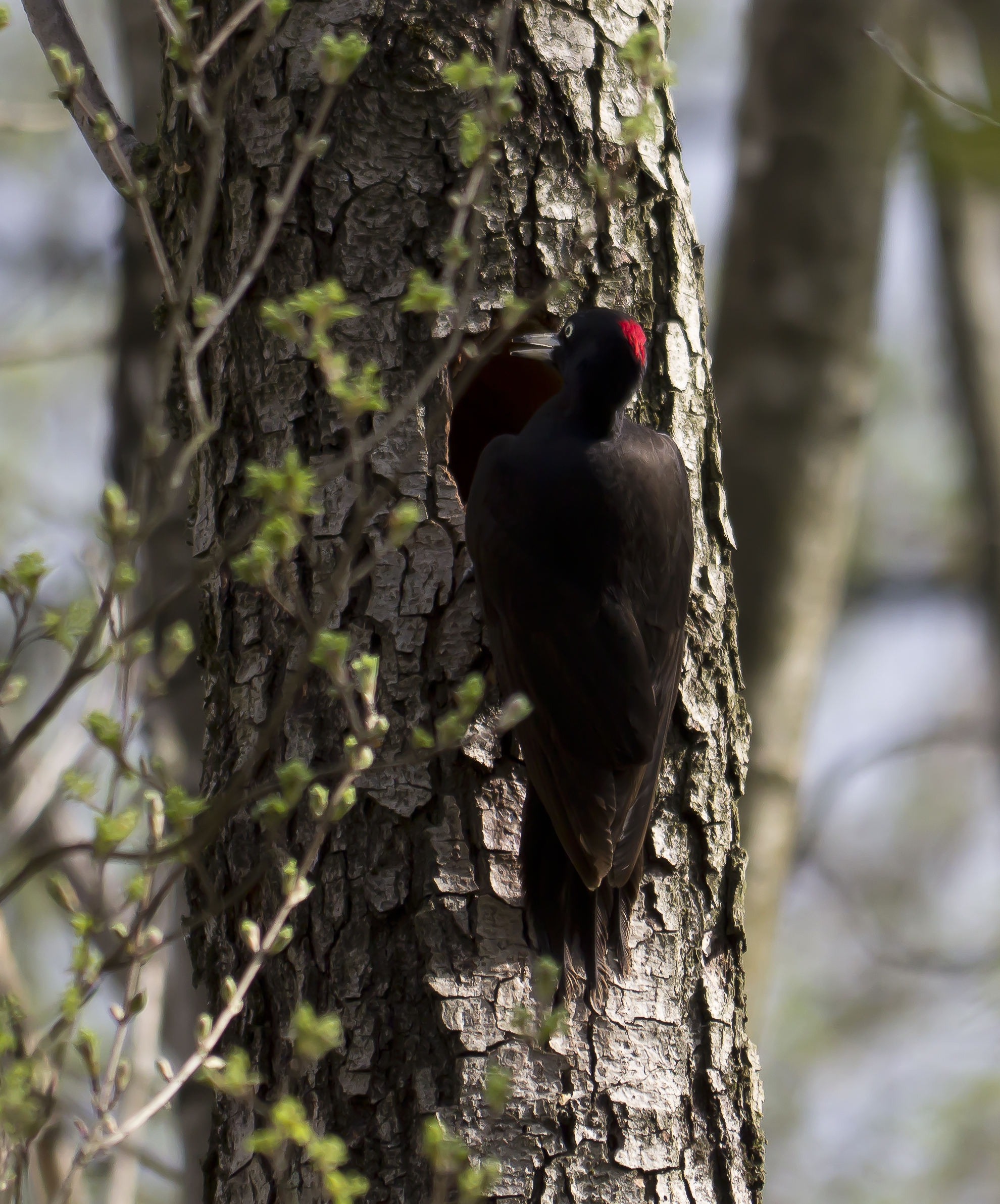 Black woodpecker