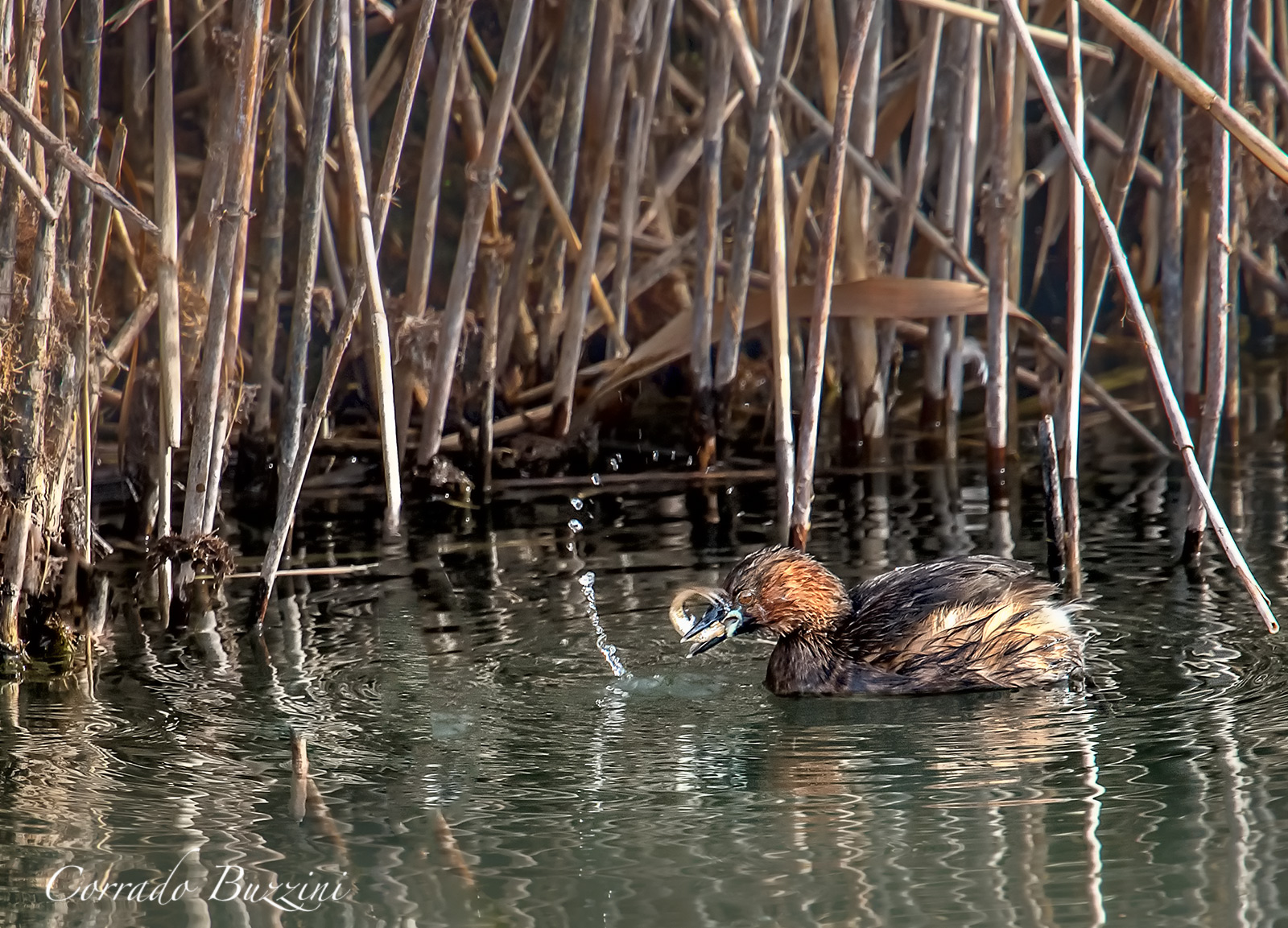 Little Grebe