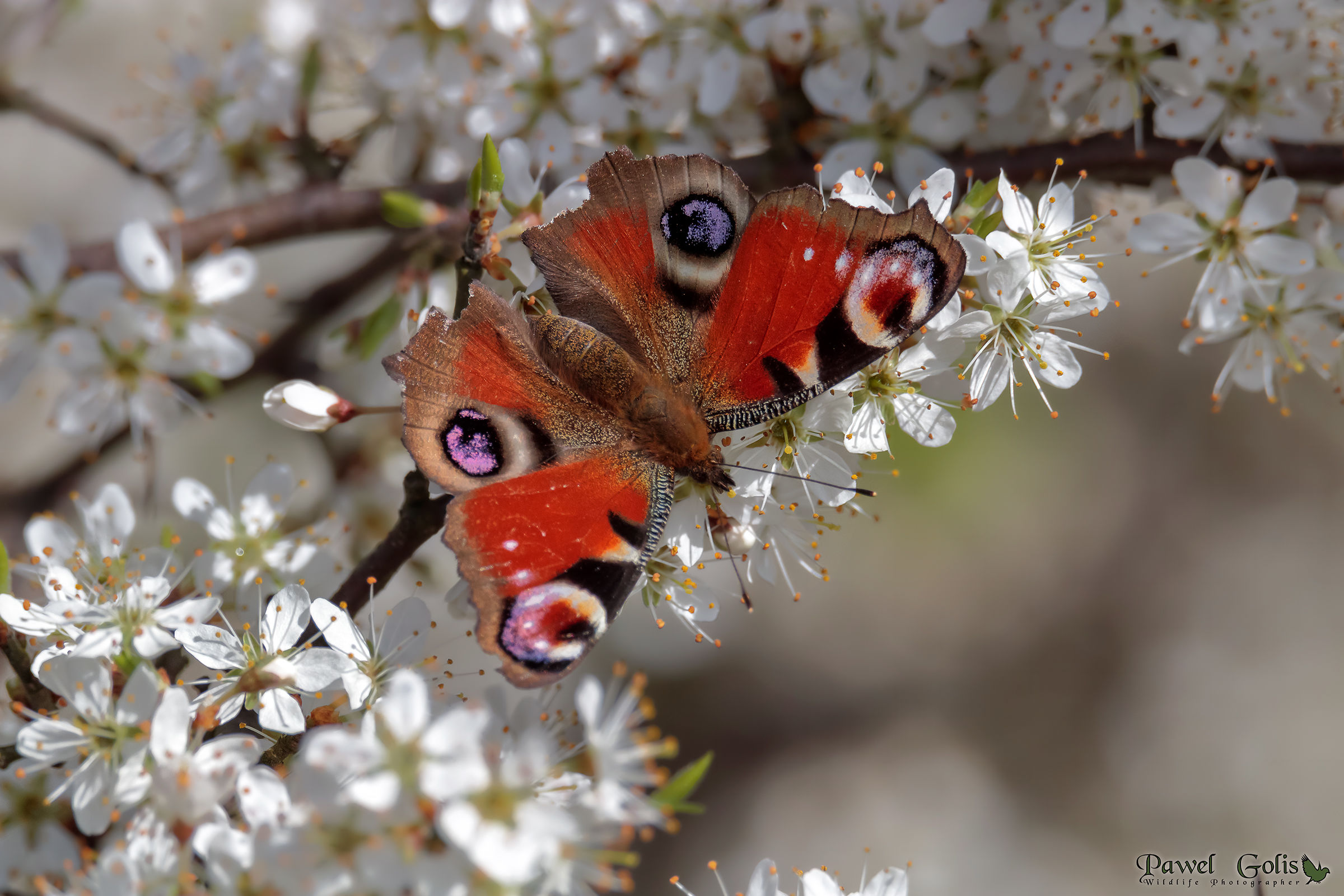 European peacock (Aglais io)