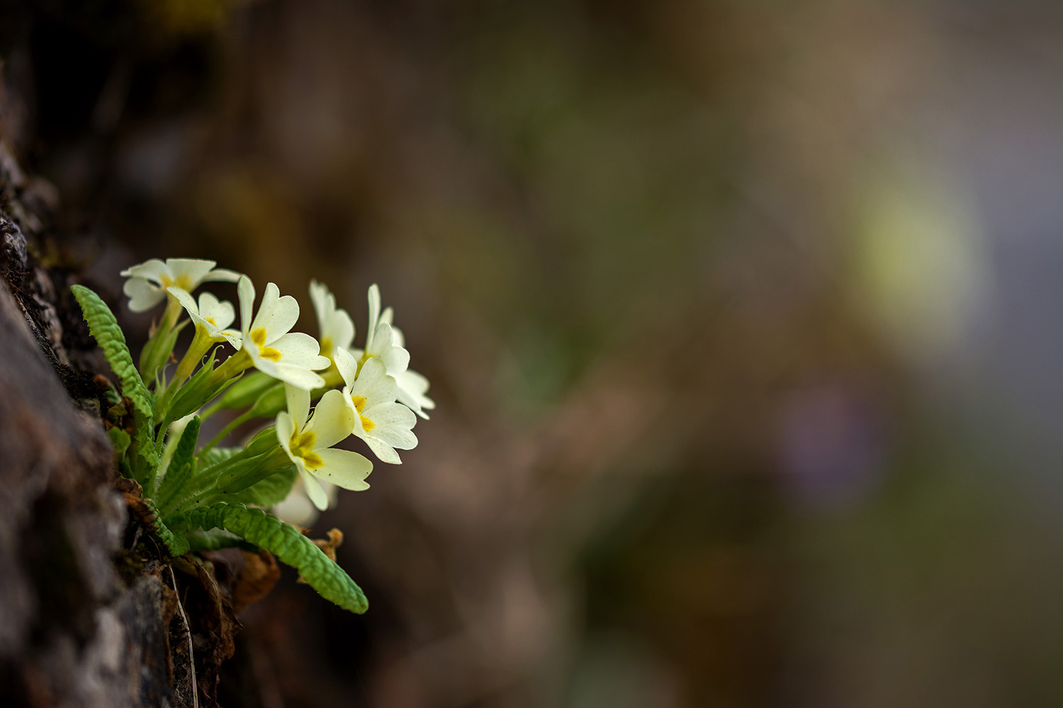 Primula vulgaris