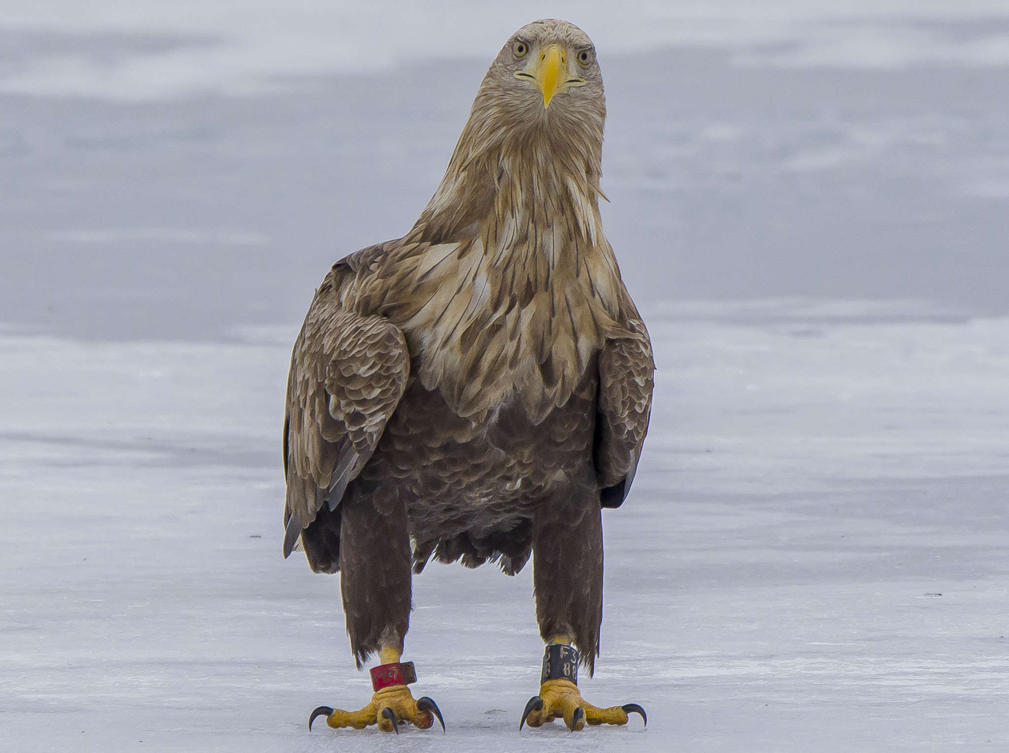 white tailed eagle, Finland