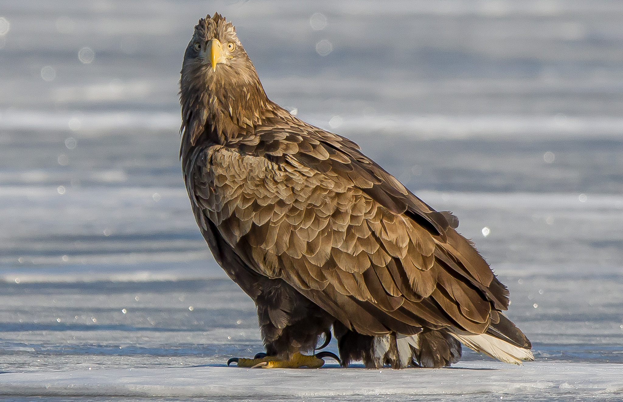 white tailed eagle, Finland