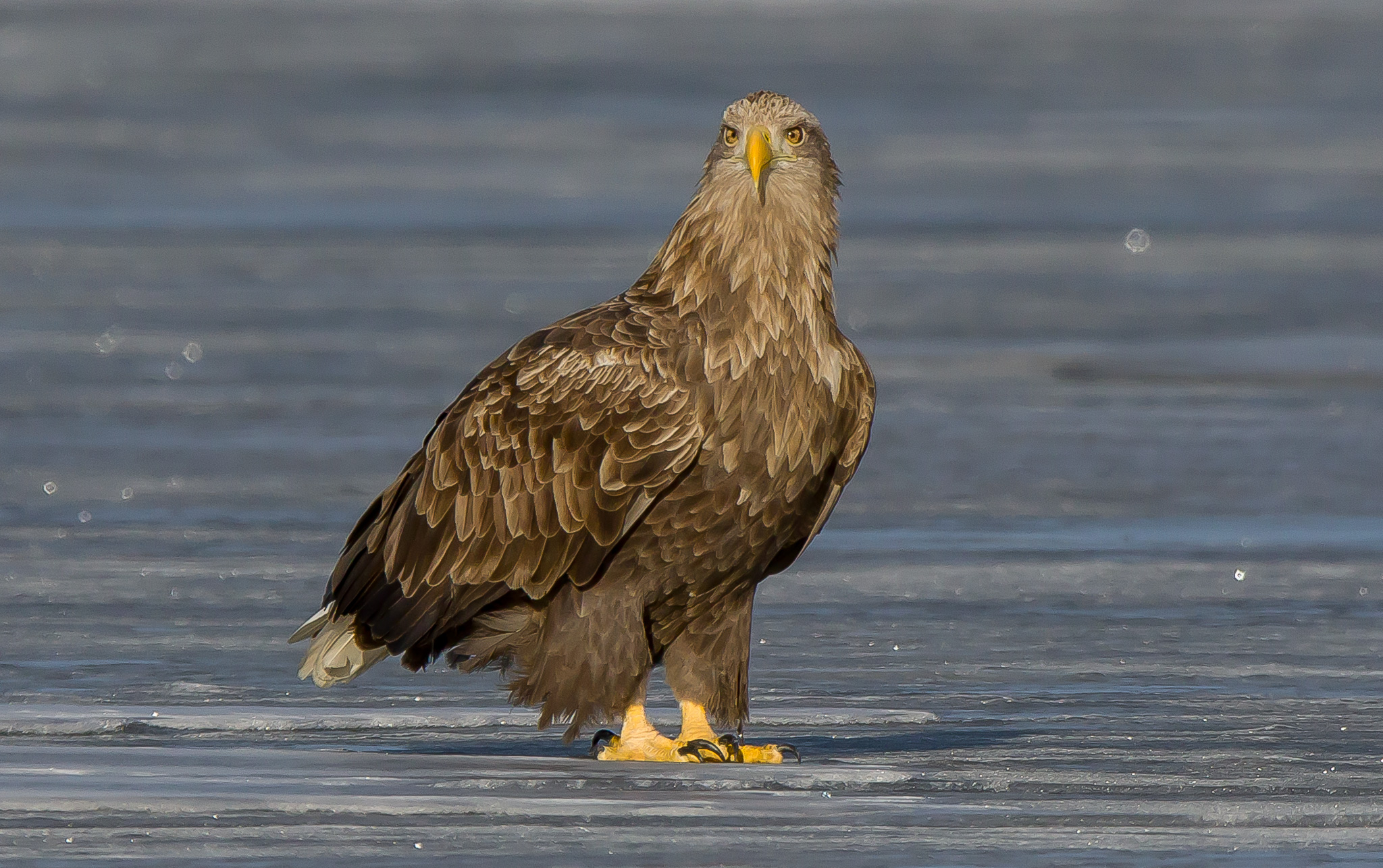 white tailed eagle, Finland