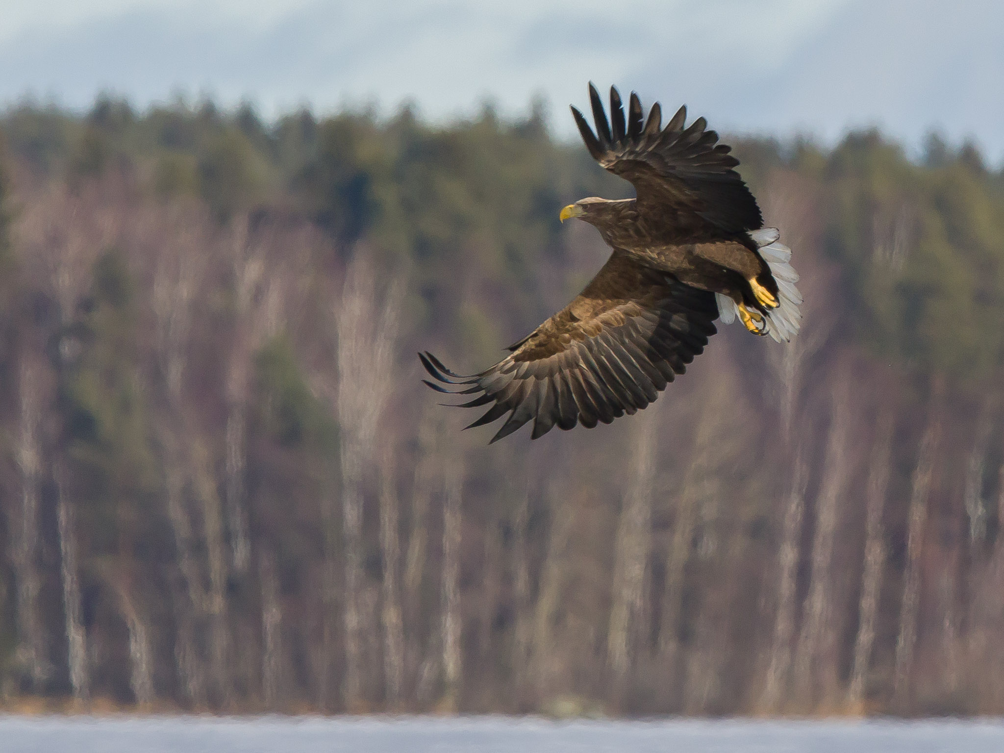 white tailed eagle, Finland