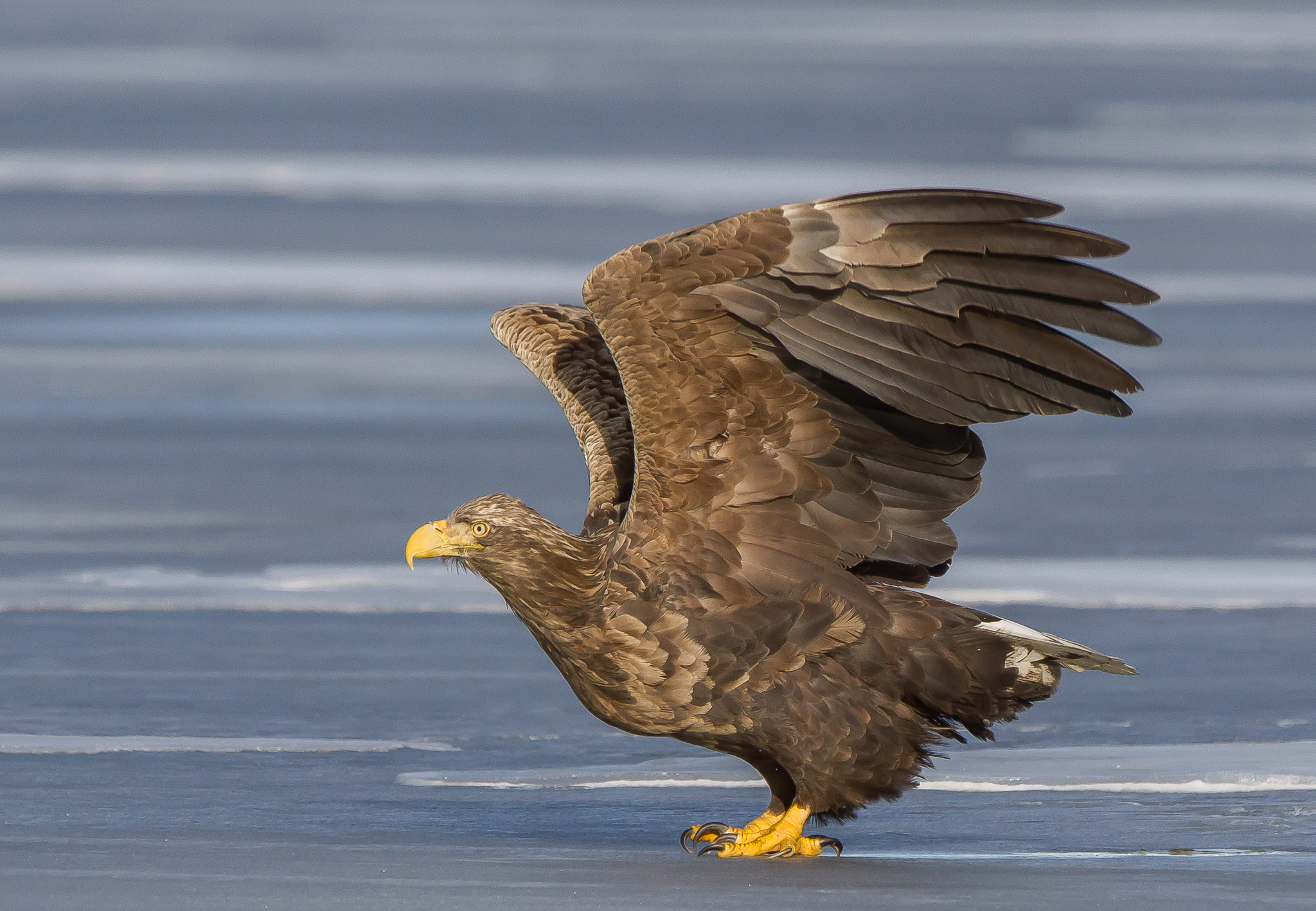 white tailed eagle, Finland