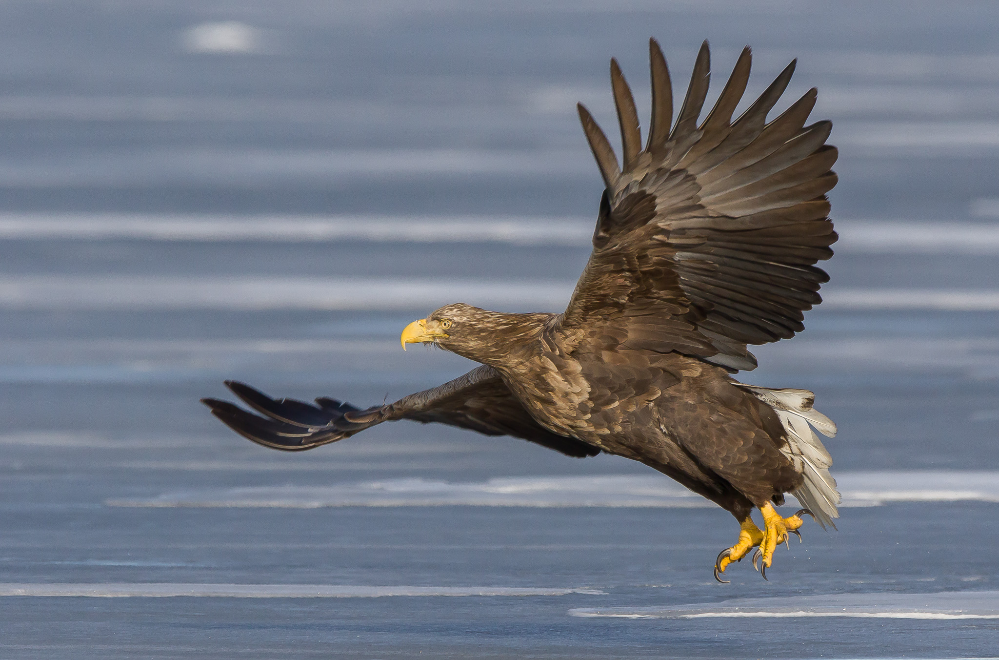 white tailed eagle, Finland