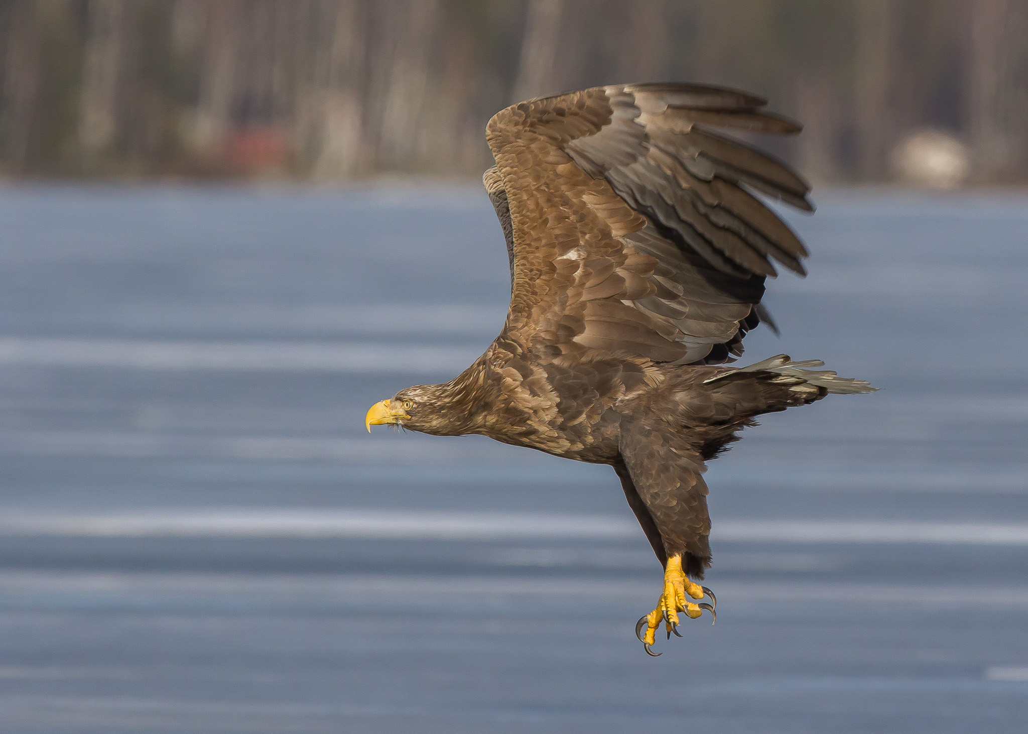 white tailed eagle, Finland
