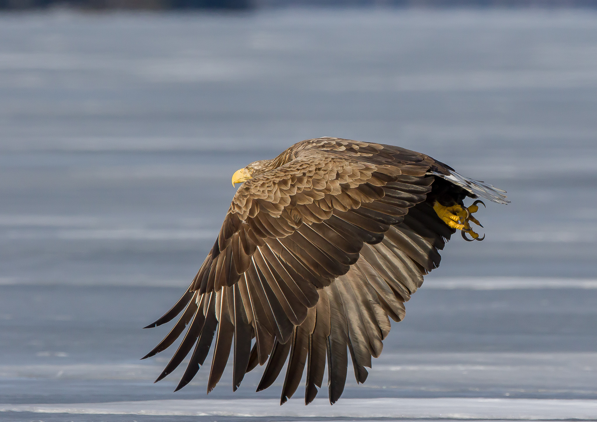 white tailed eagle, Finland