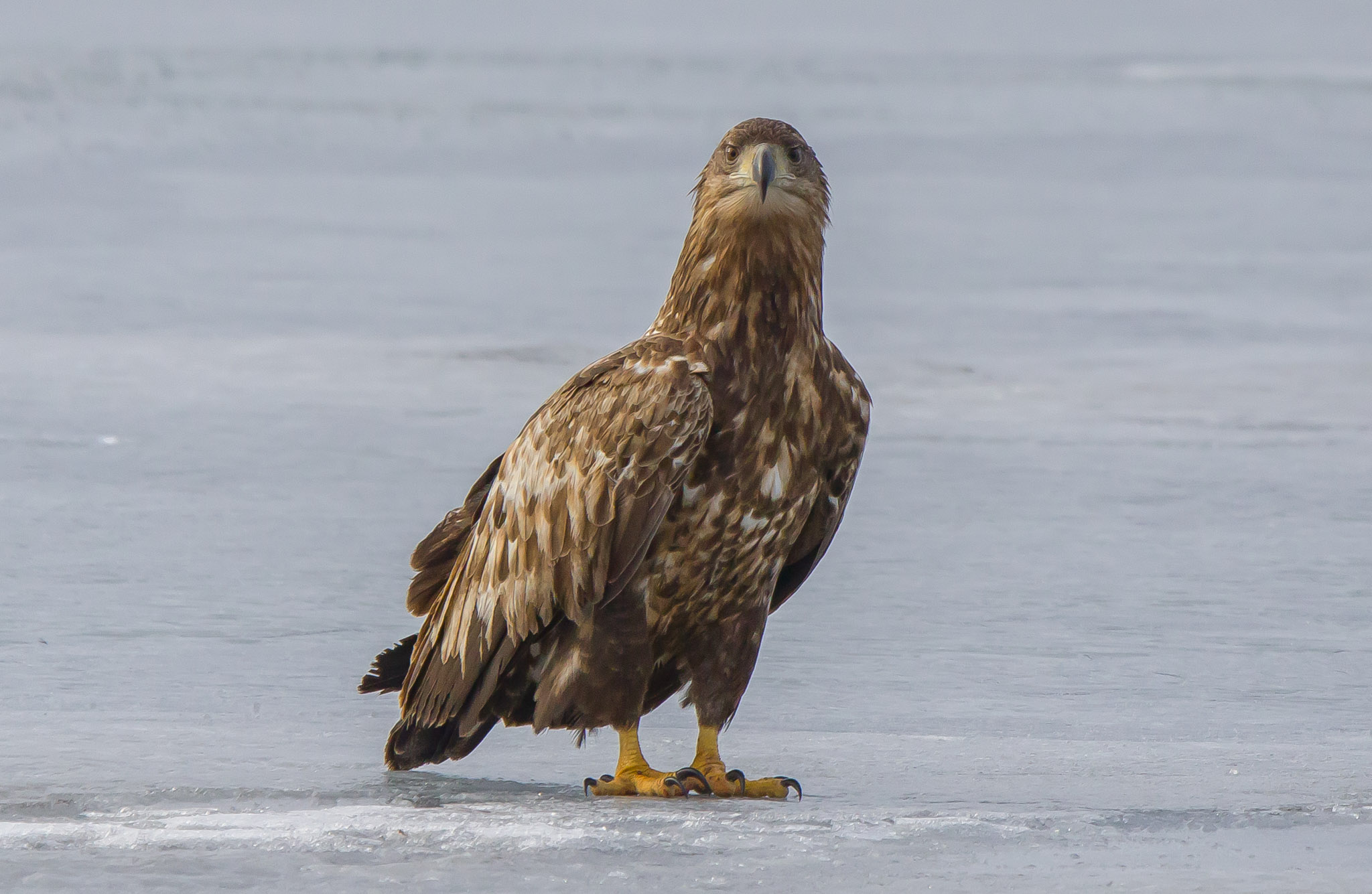 white tailed eagle, Finland
