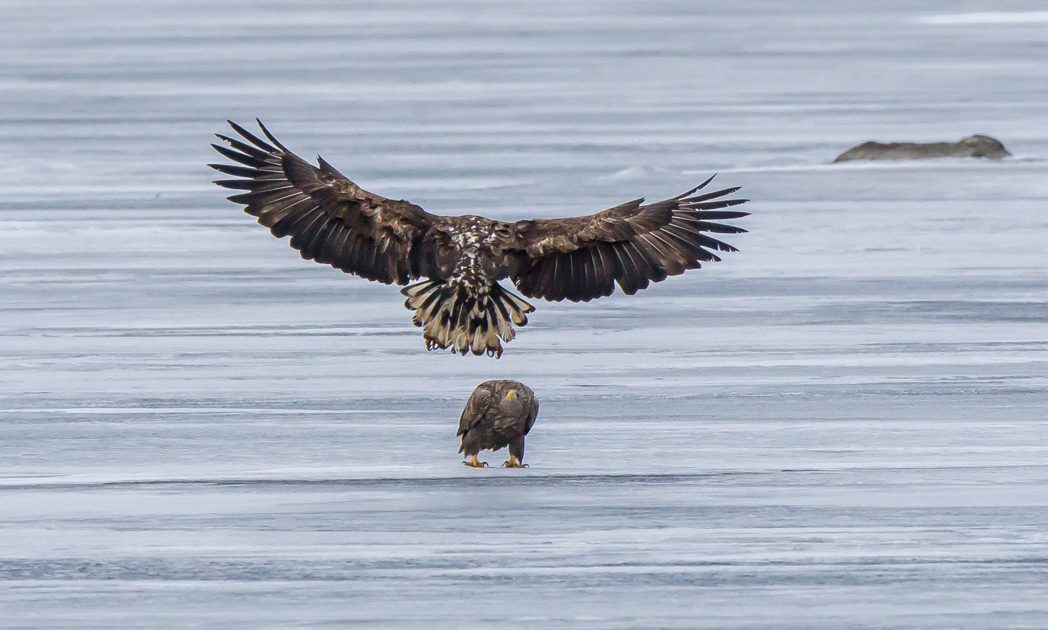 white tailed eagle