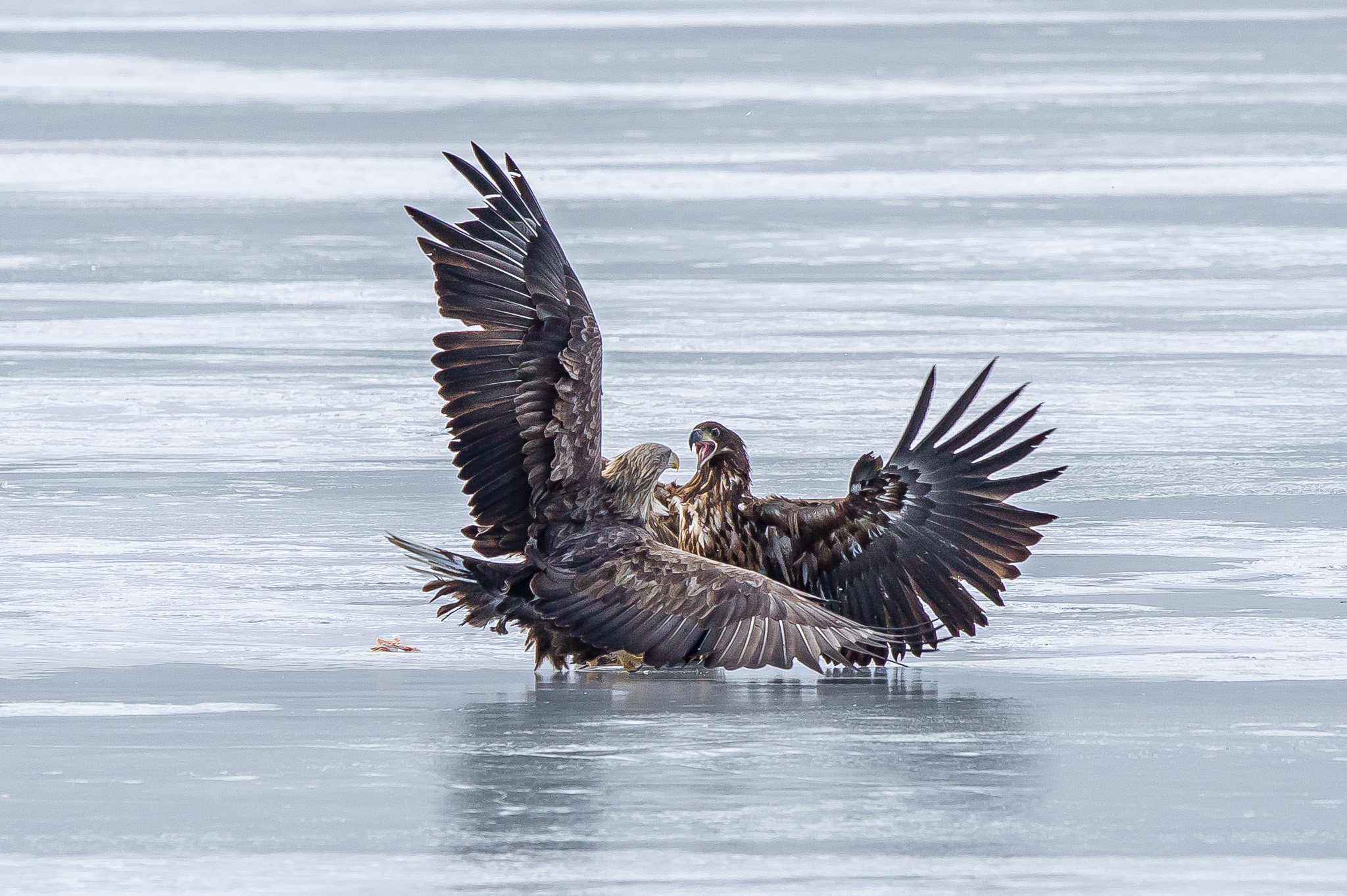 white tailed eagle