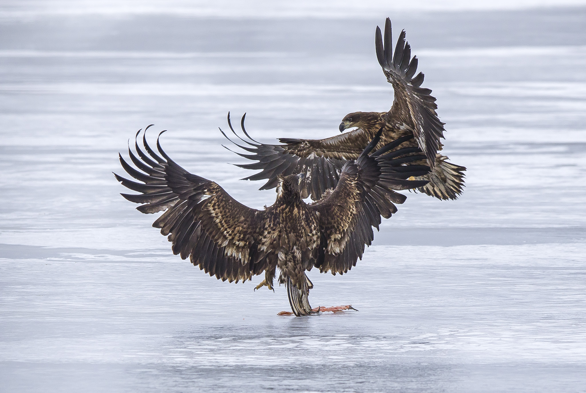 white tailed eagle
