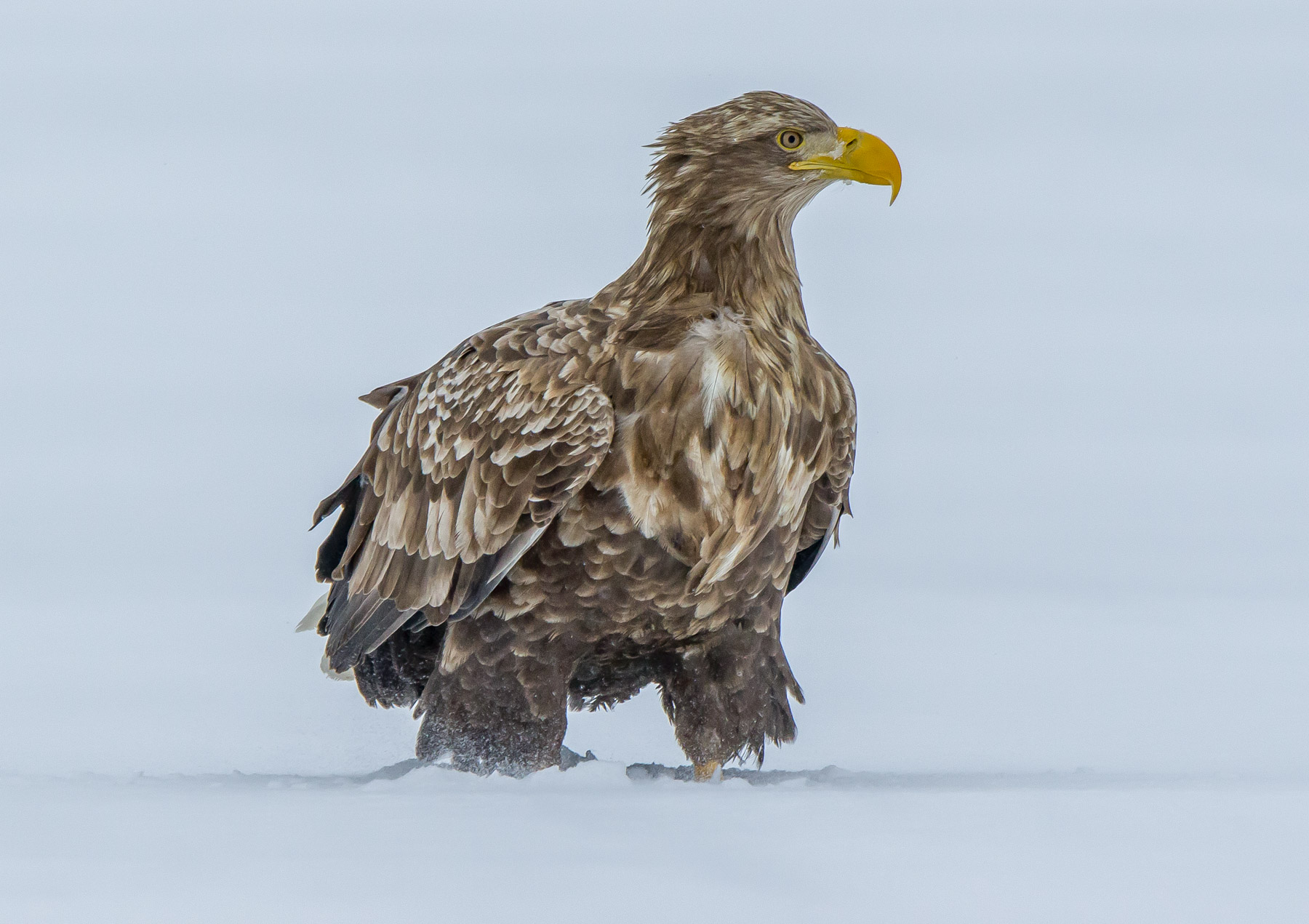 white tailed eagle, Finland