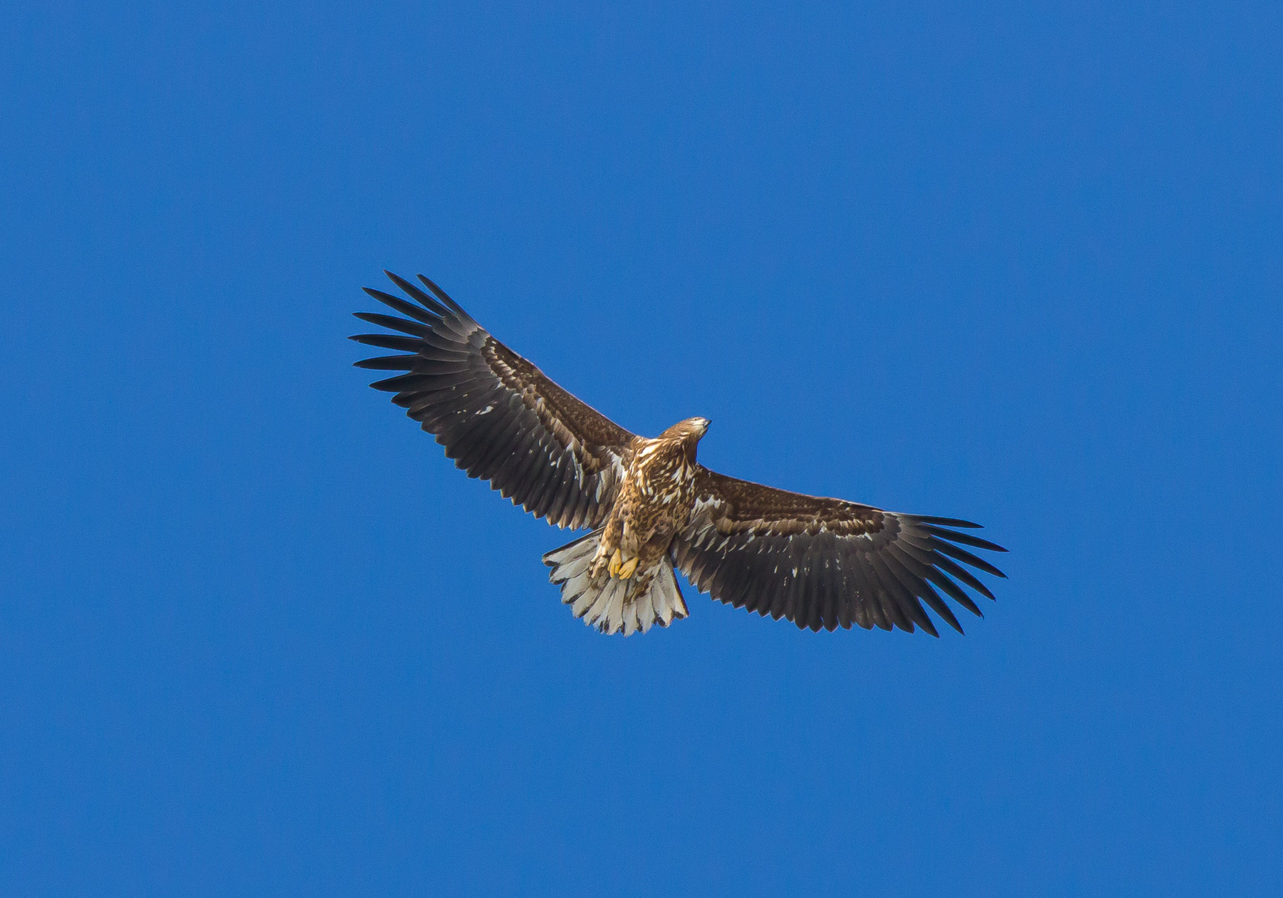 white tailed eagle