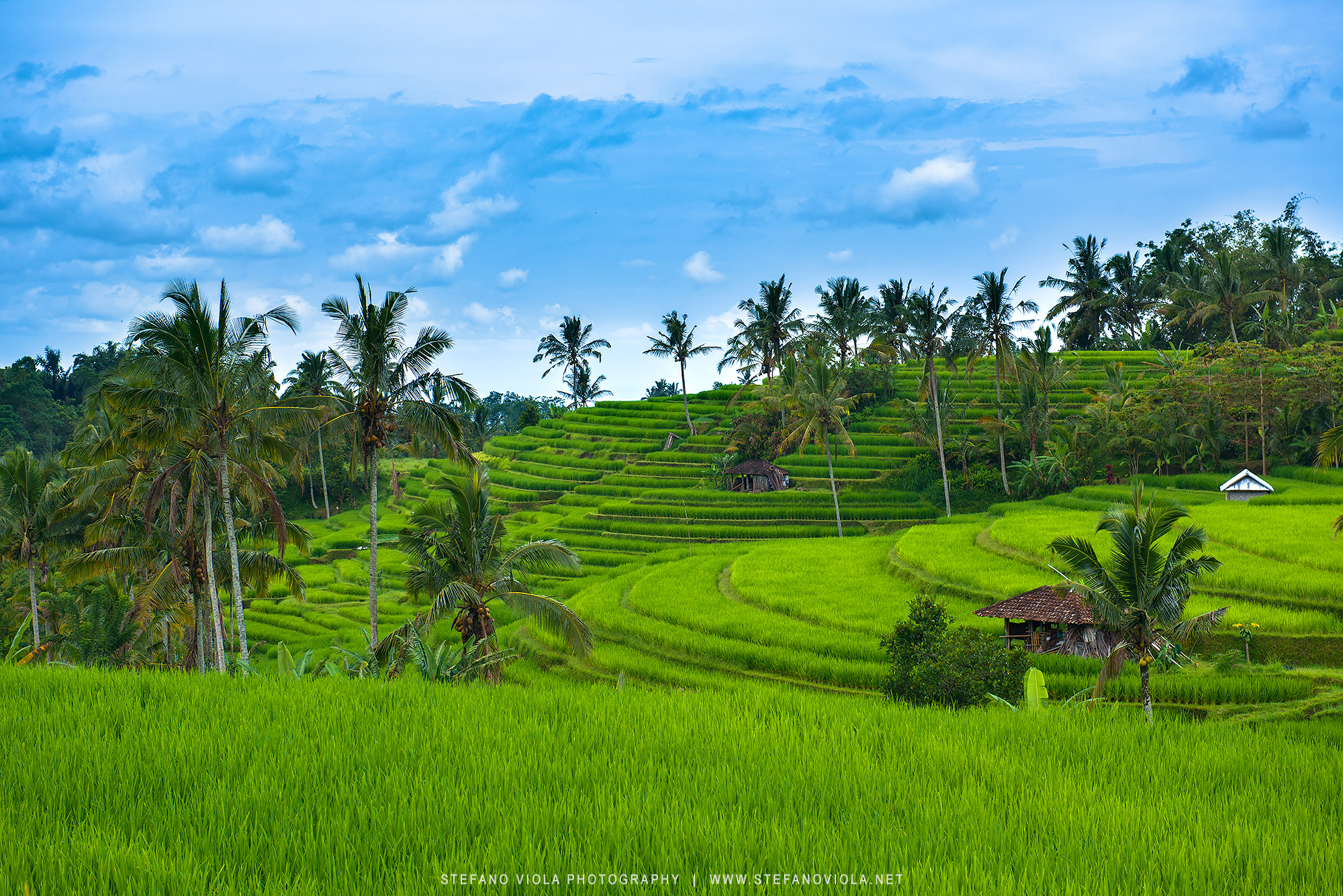 The Rice terraces of Jatiluwih, Bali