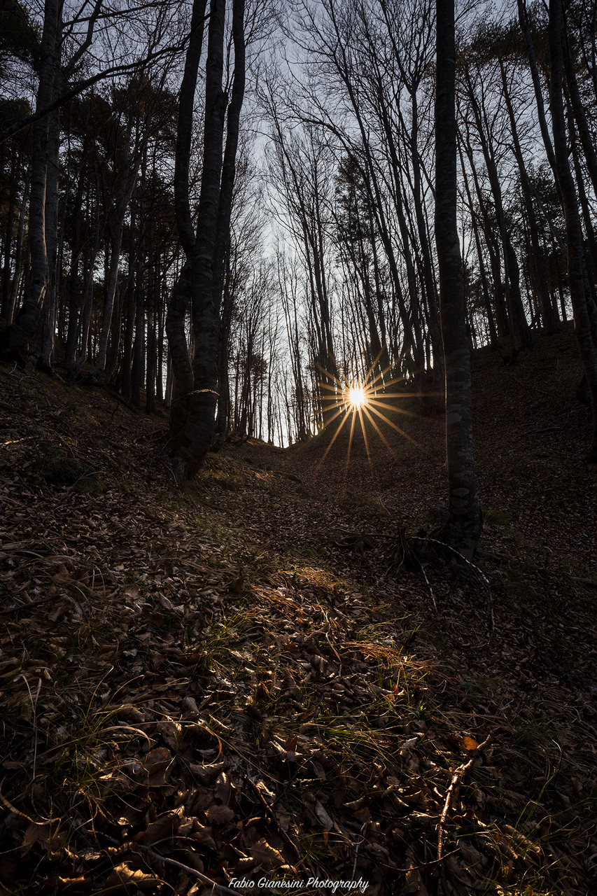 The beauty of the forest