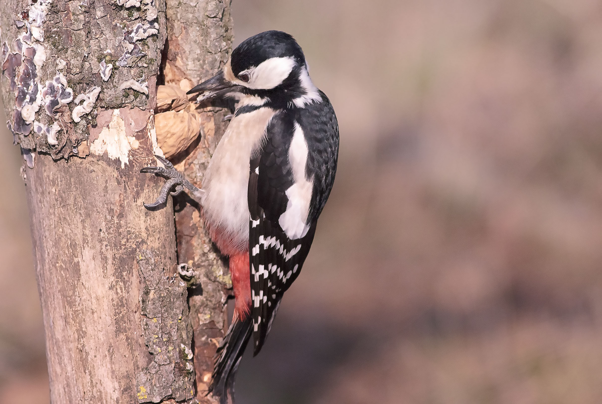woodpecker