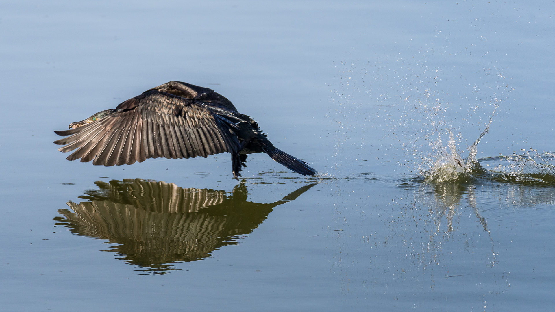 Cormorant taking off