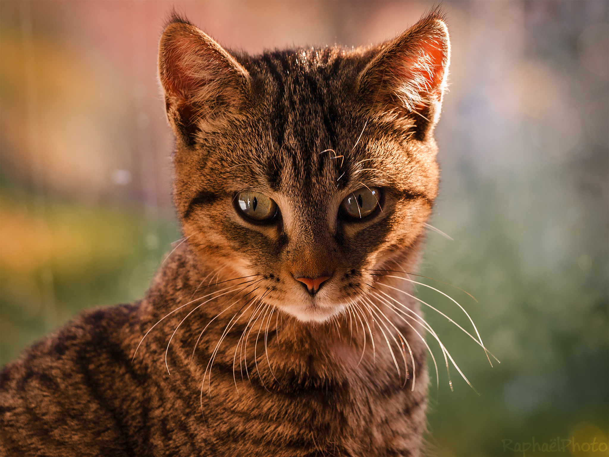 La modella più bella