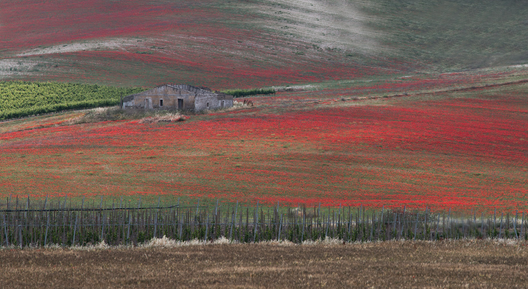 The colors of spring