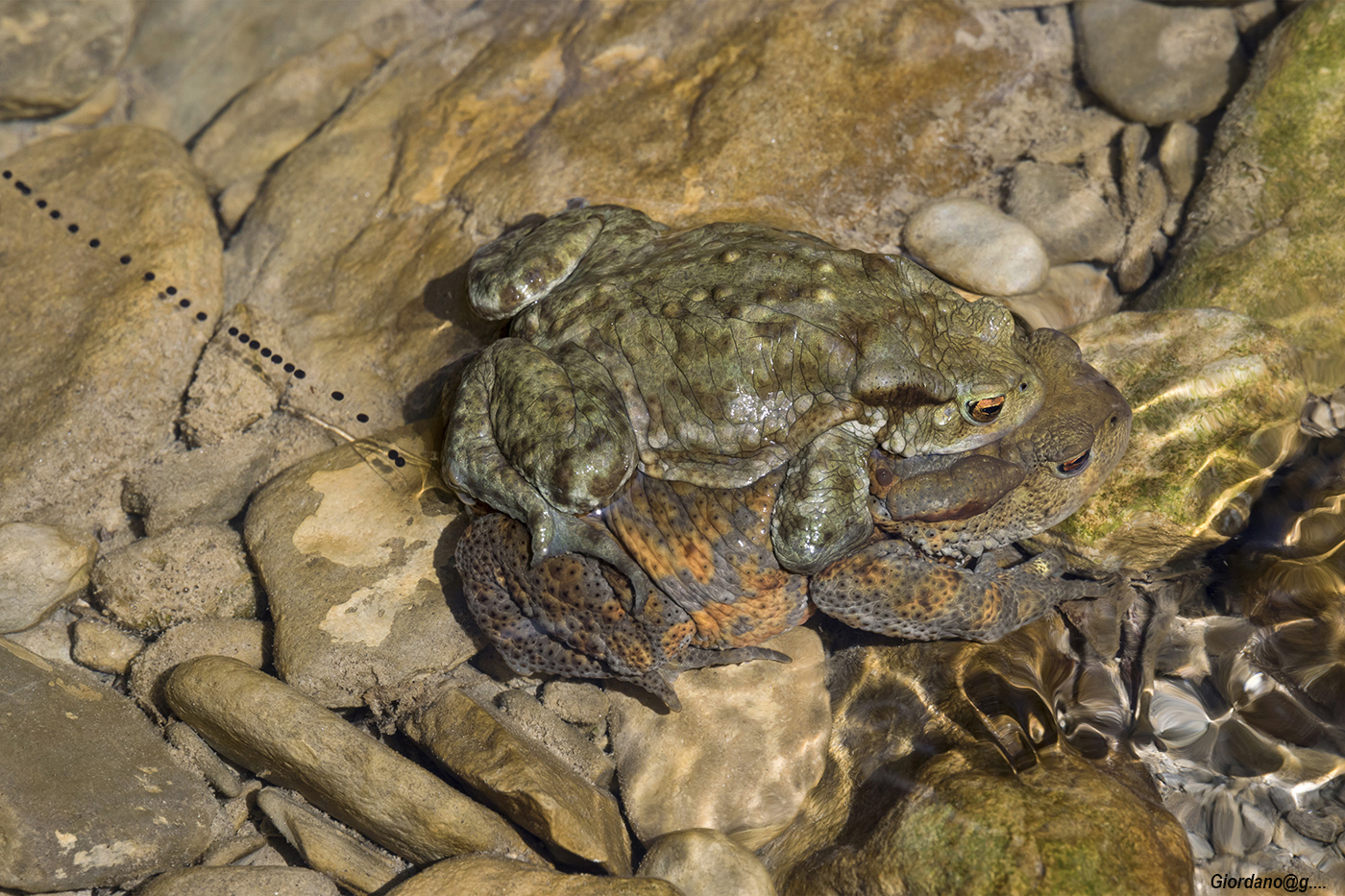 Bufo bufo ... deposition and fertilization of eggs