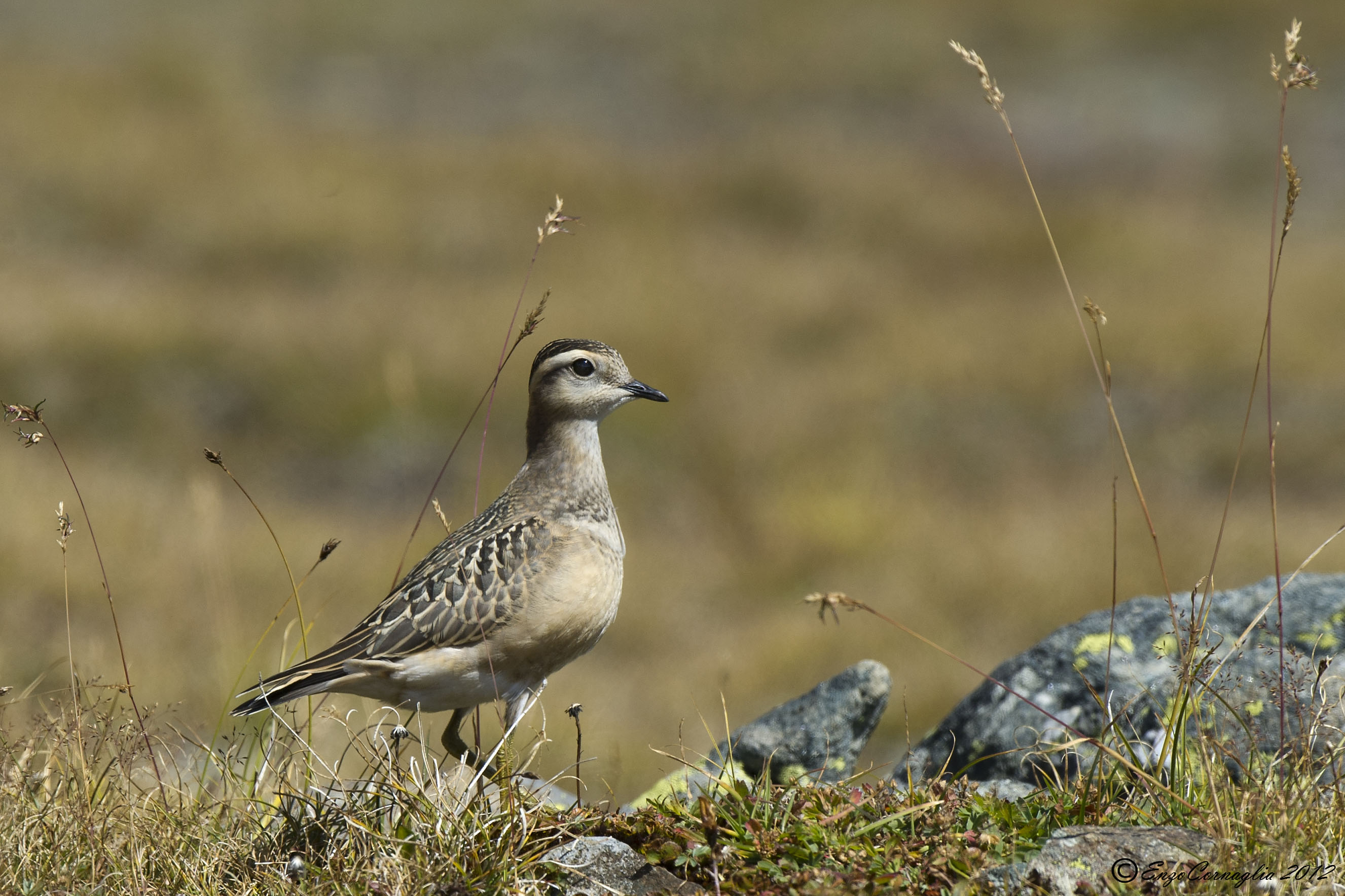 Dotterel