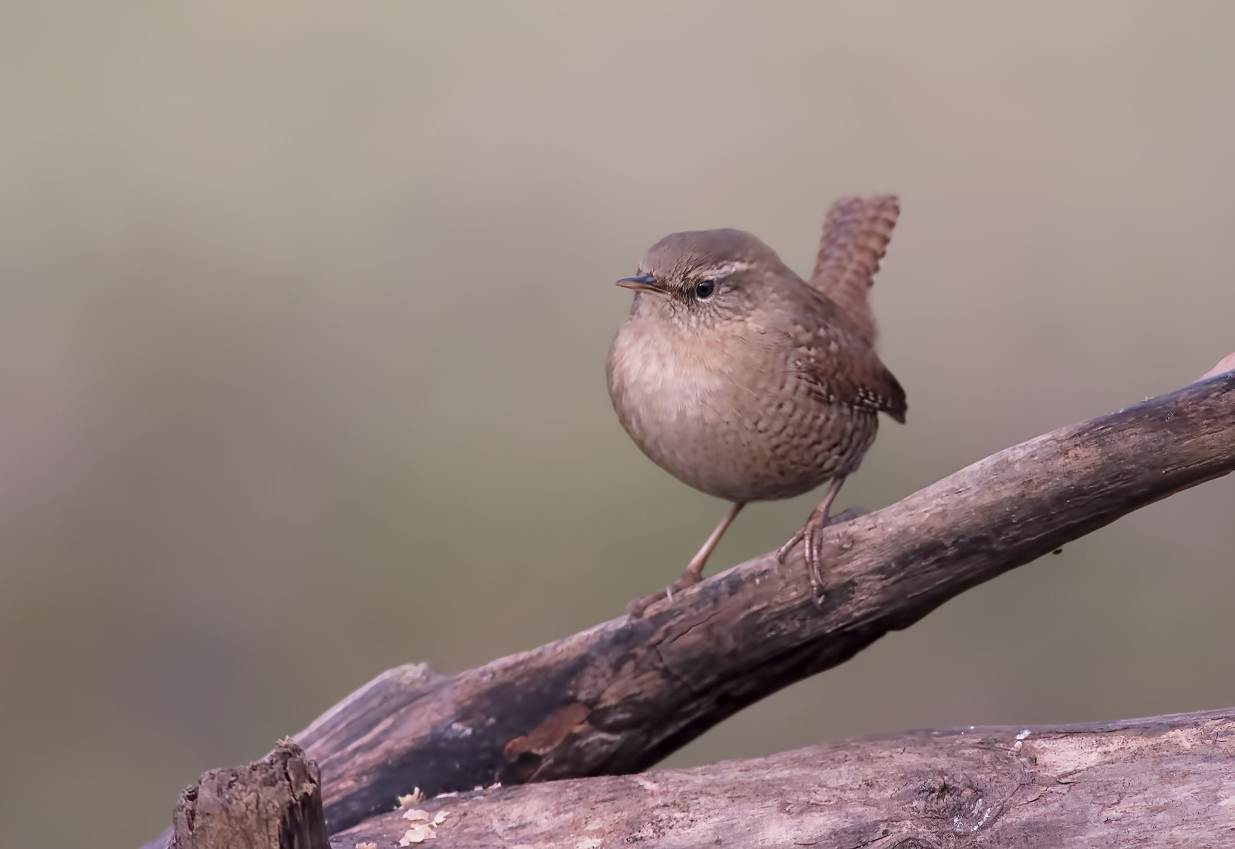 wren