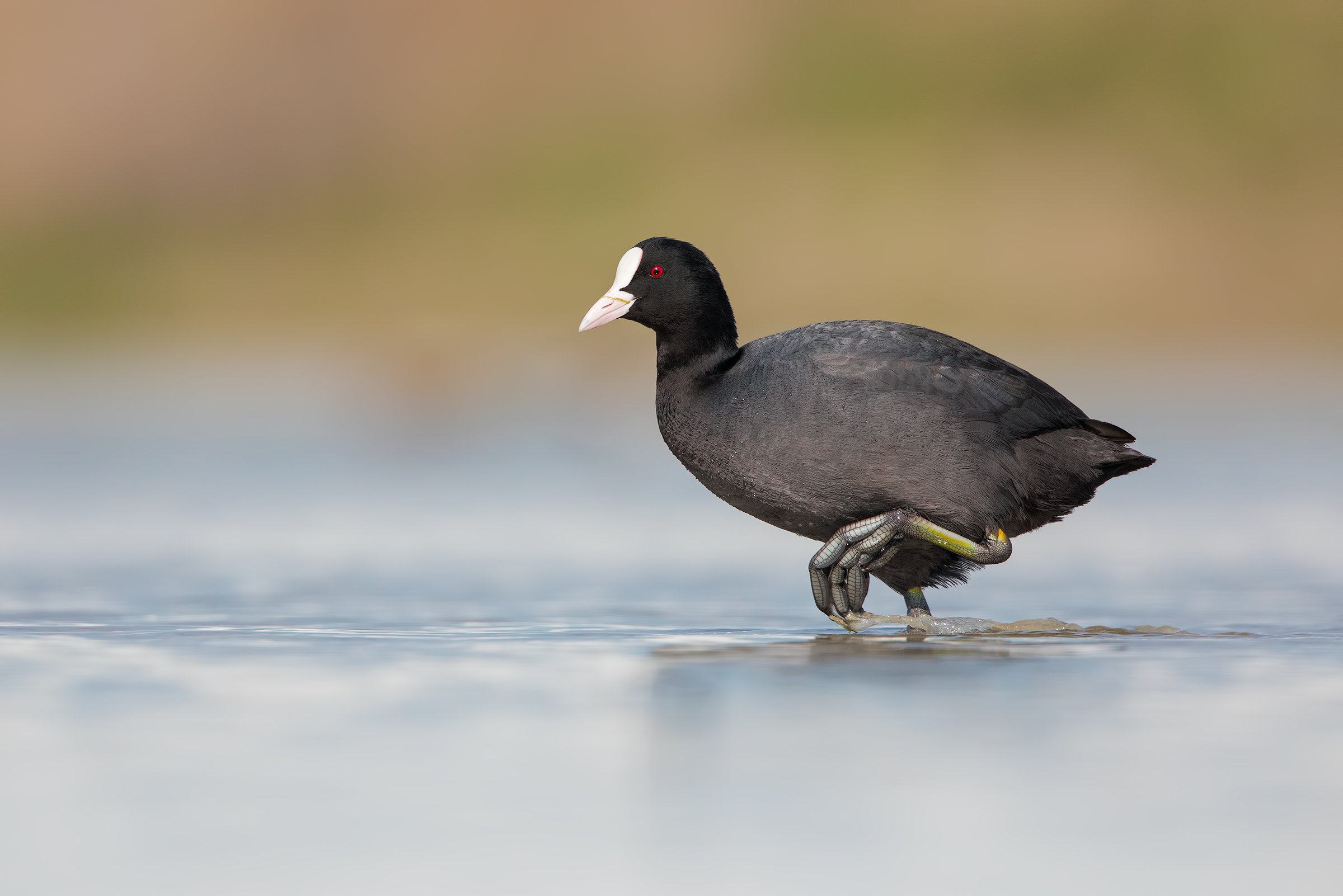 Folagaccia of despair :-D