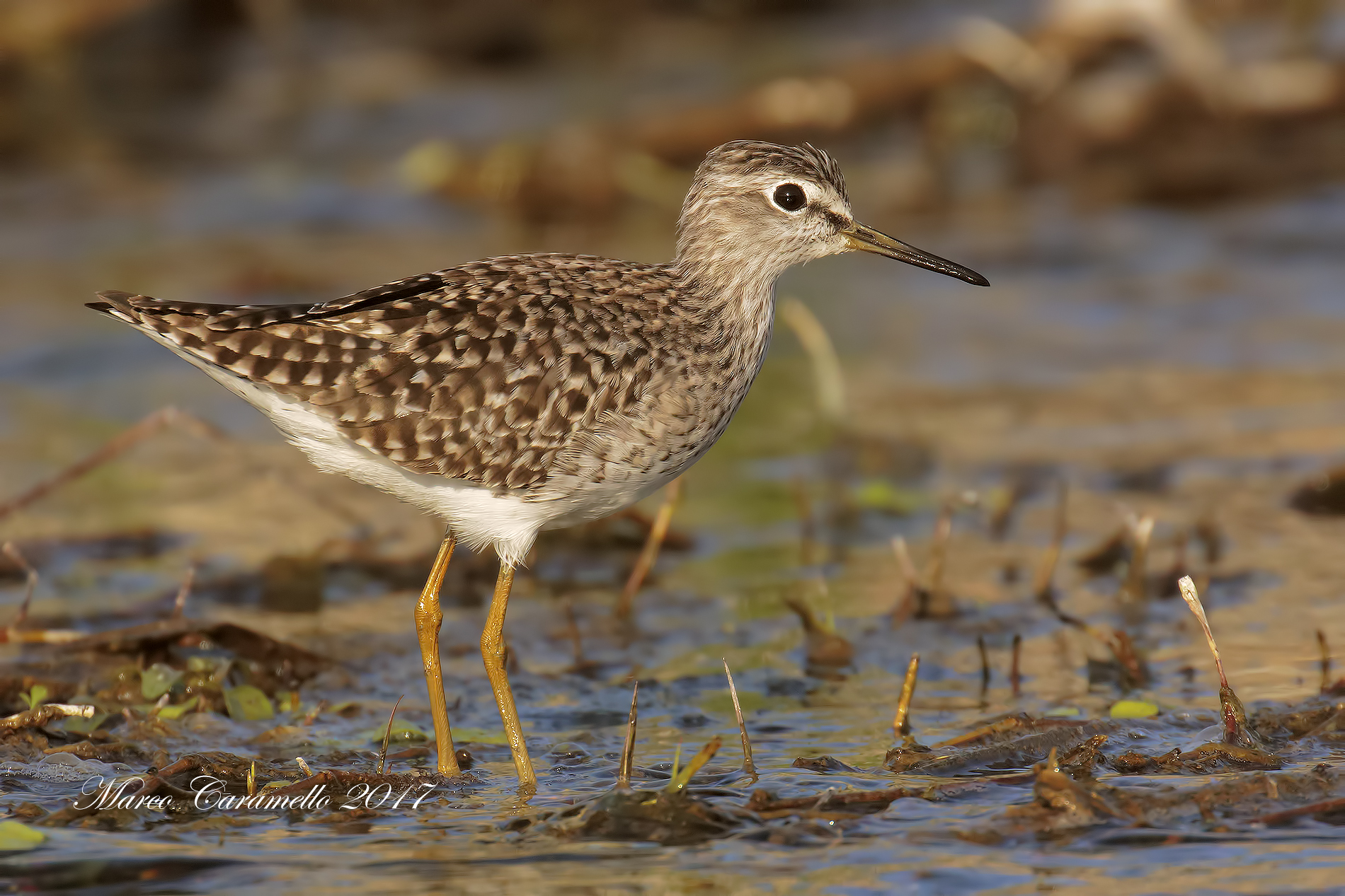 Piro piro boschereccio