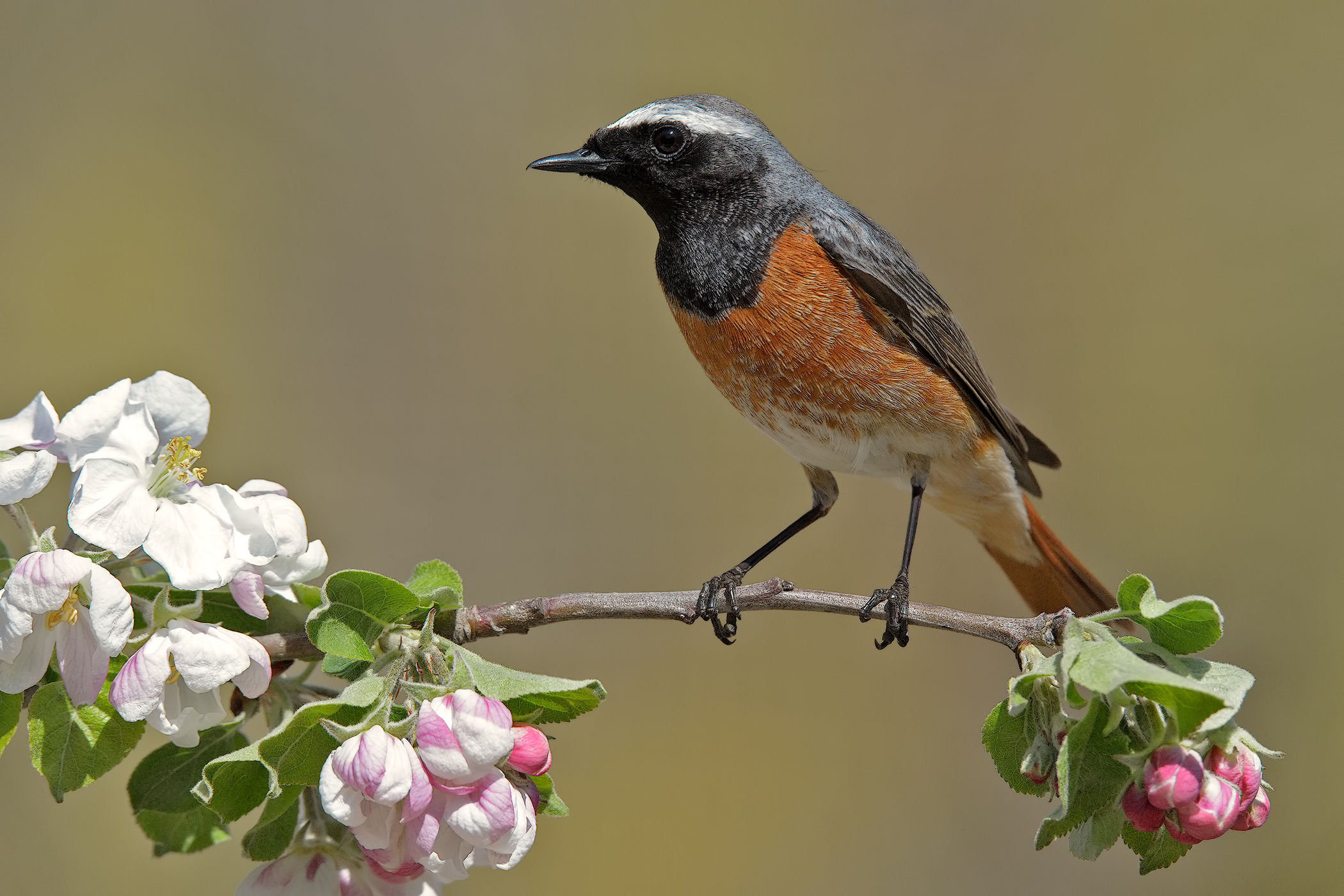 Redstart floral