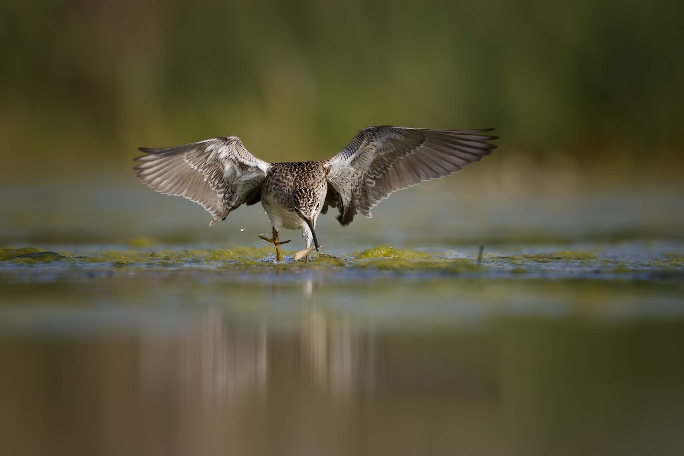 Piro Piro Boschereccio