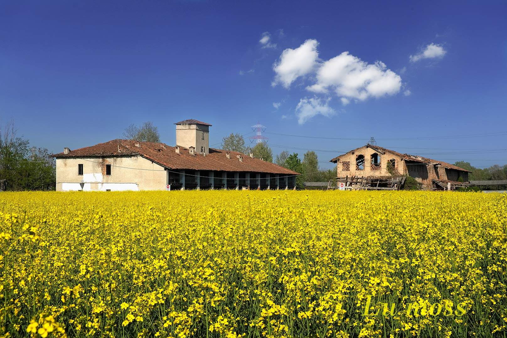 Abbandonata nel mare giallo di colza.