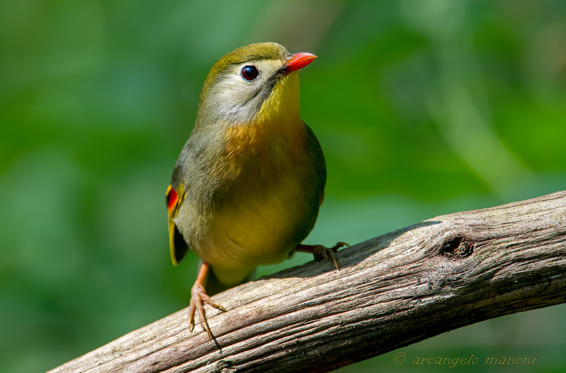 Quando un raggio di sole entra nel sottobosco