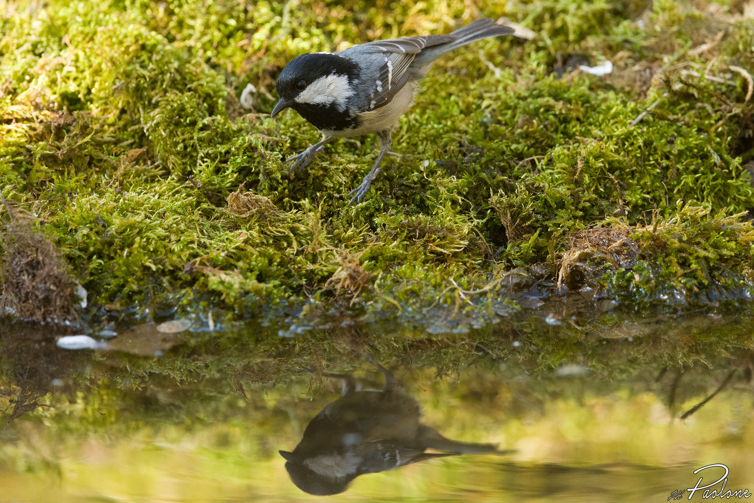 Coal Tit