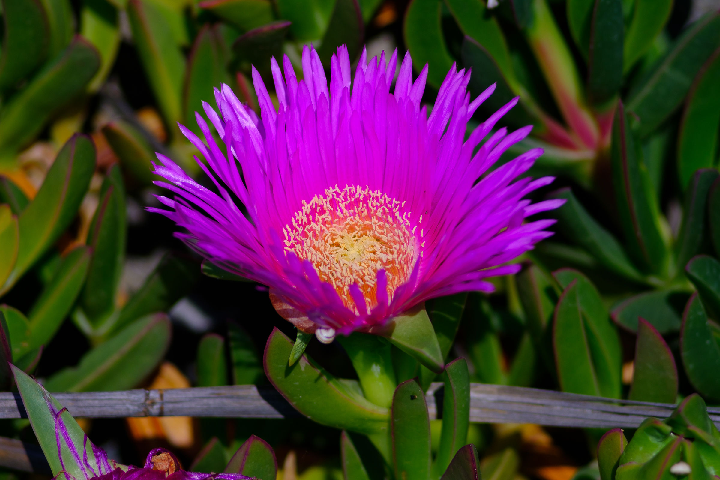 Carpobrotus edulis