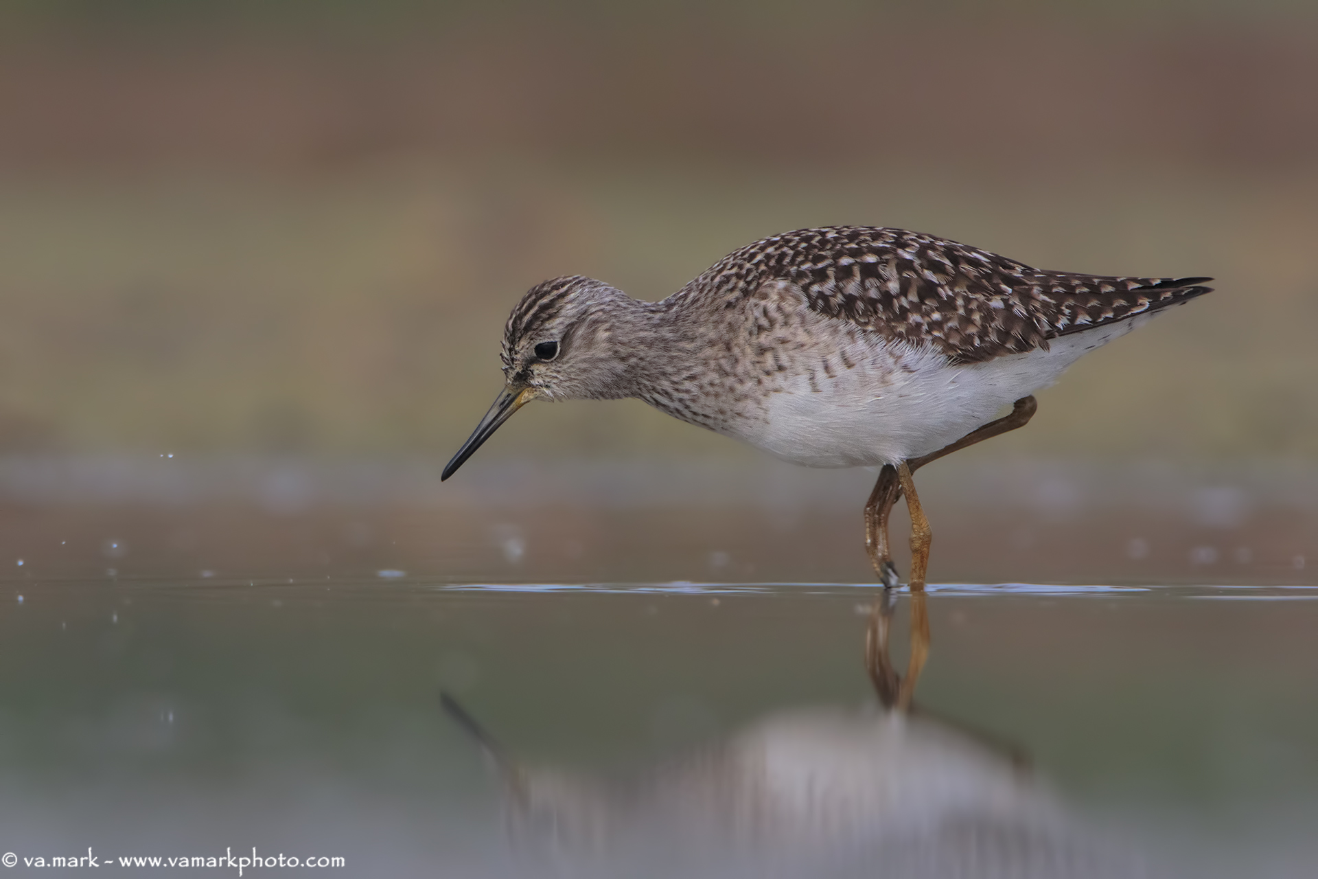 Wood Sandpiper