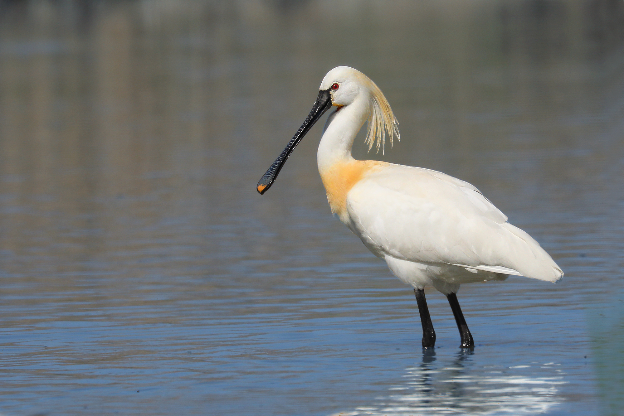 Spatula wedding held