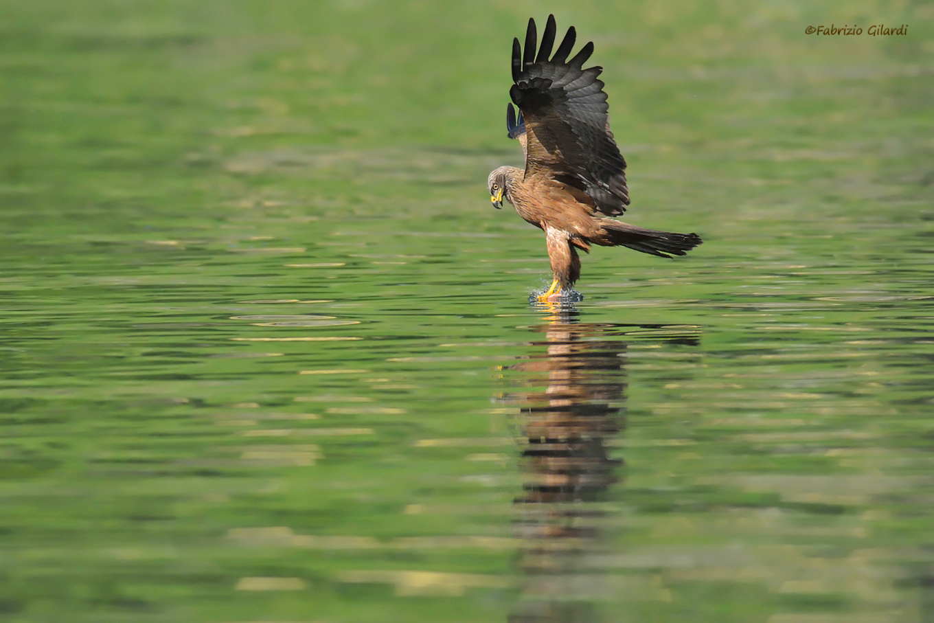 Black Kite (Milvus migrans)
