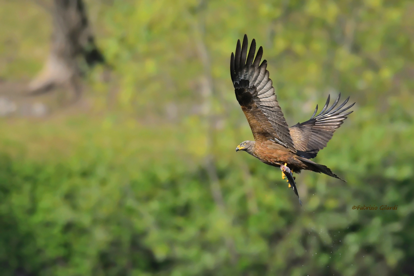 Black Kite (Milvus migrans)